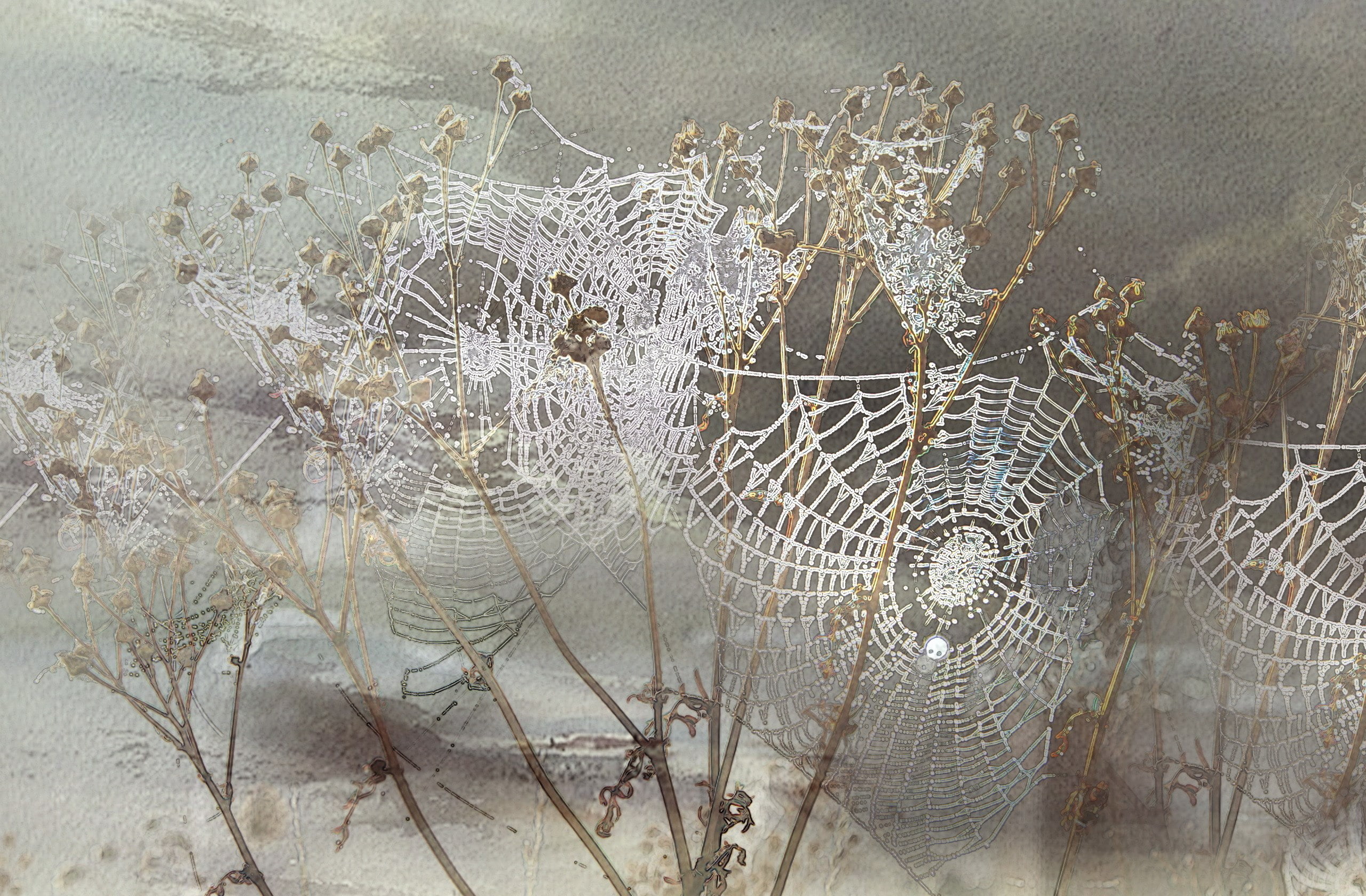 spider web
