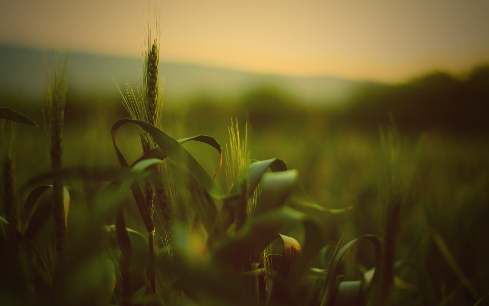 nature, depth of field, plants, macro, spikelets, wheat