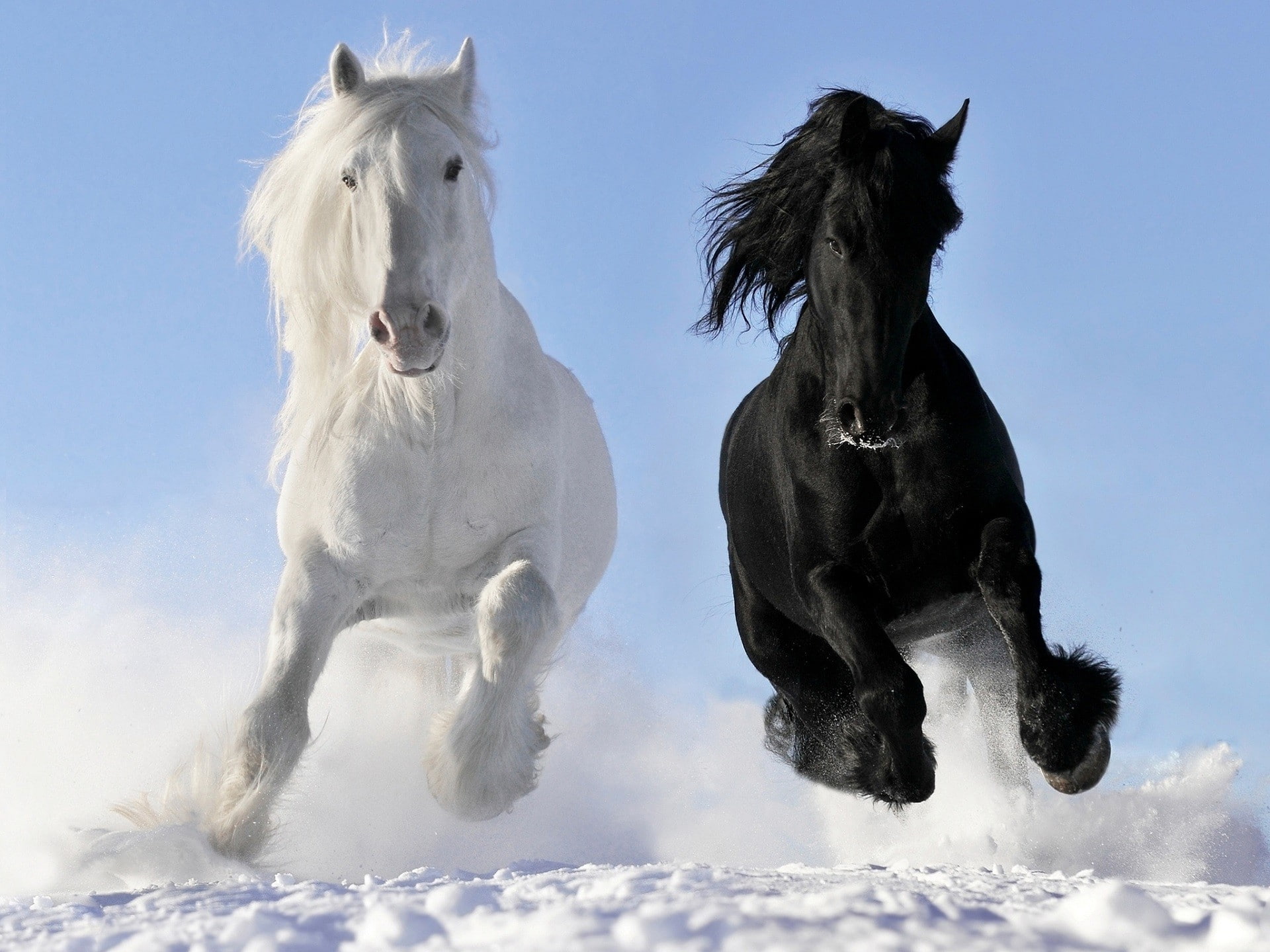 [Imagen: nature-horse-snow-black-wallpaper-b5cff3...10e8ae.jpg]