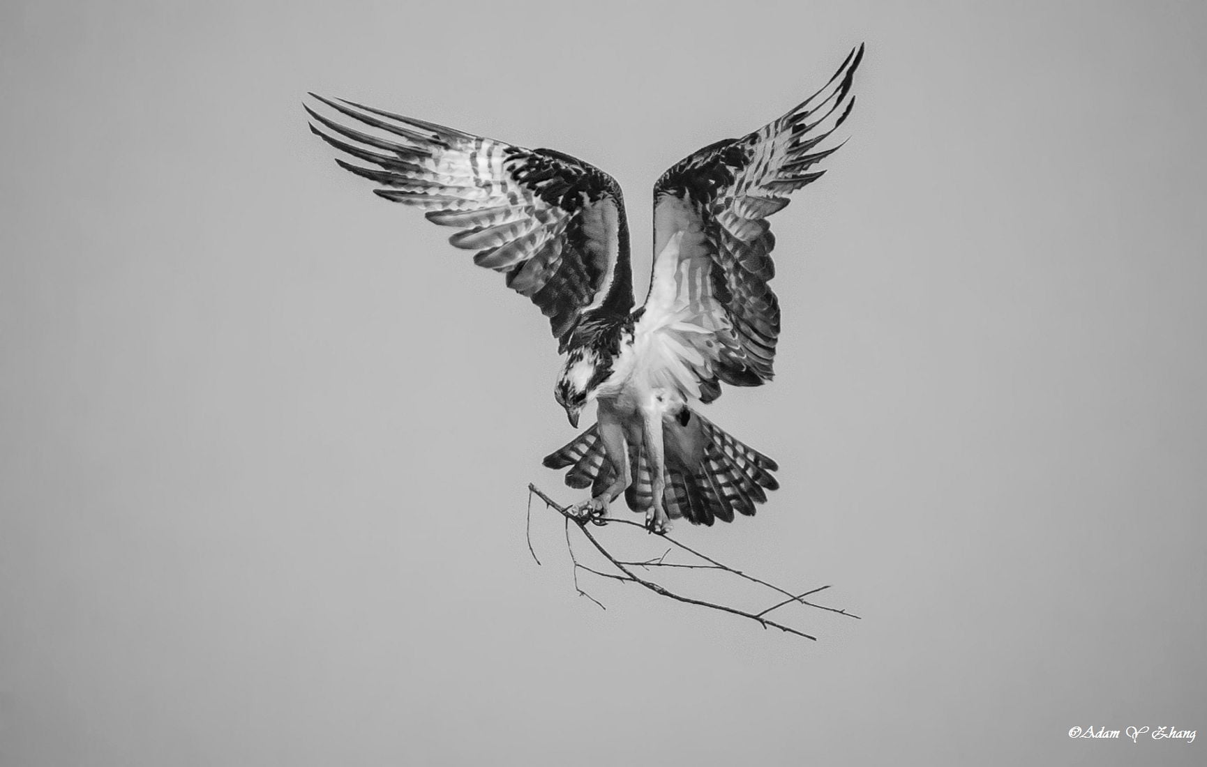 black and white eagle illustration, Ready, Landing, Telephoto