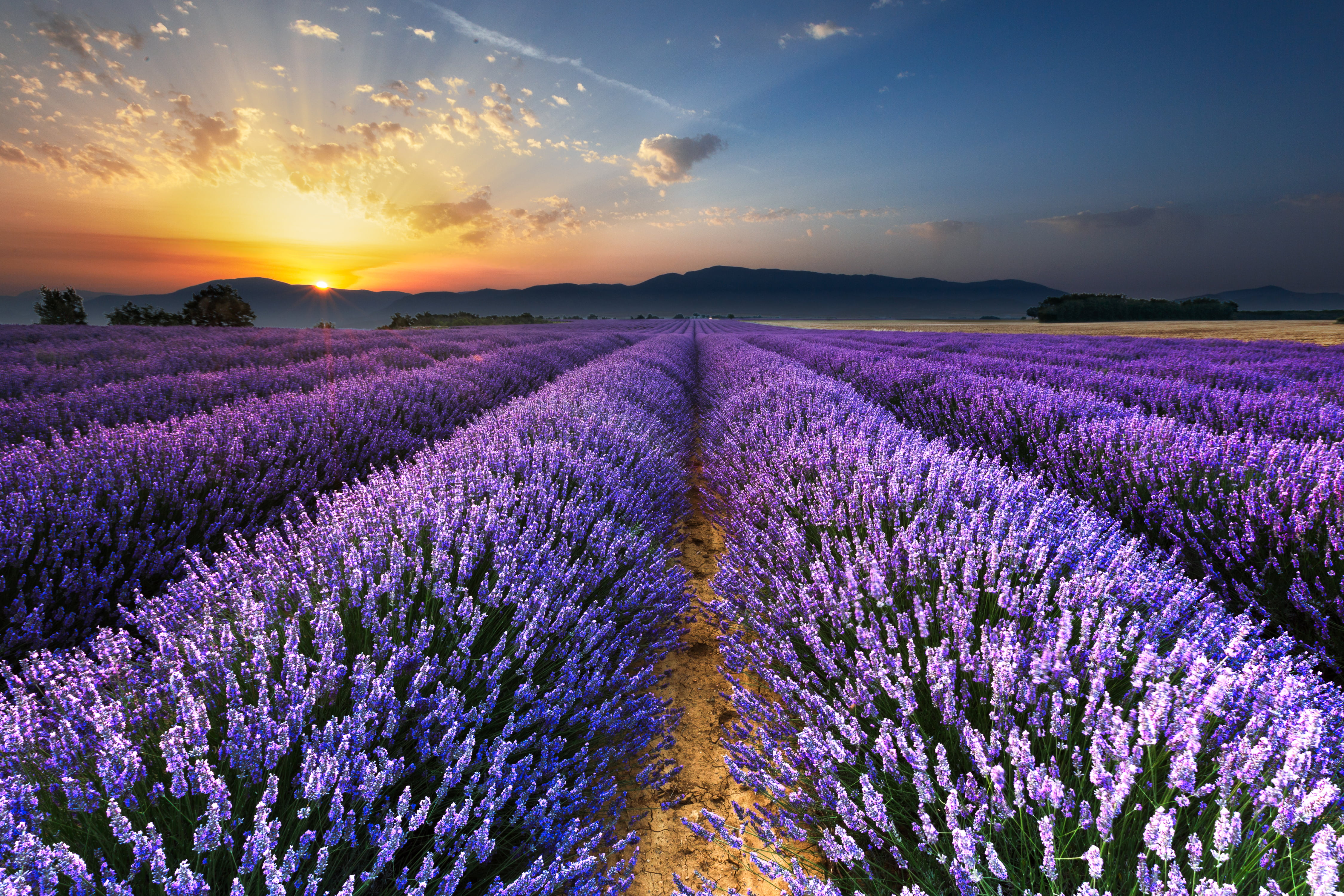 lavender flower field wallpaper, flowers, horizon, purple, nature