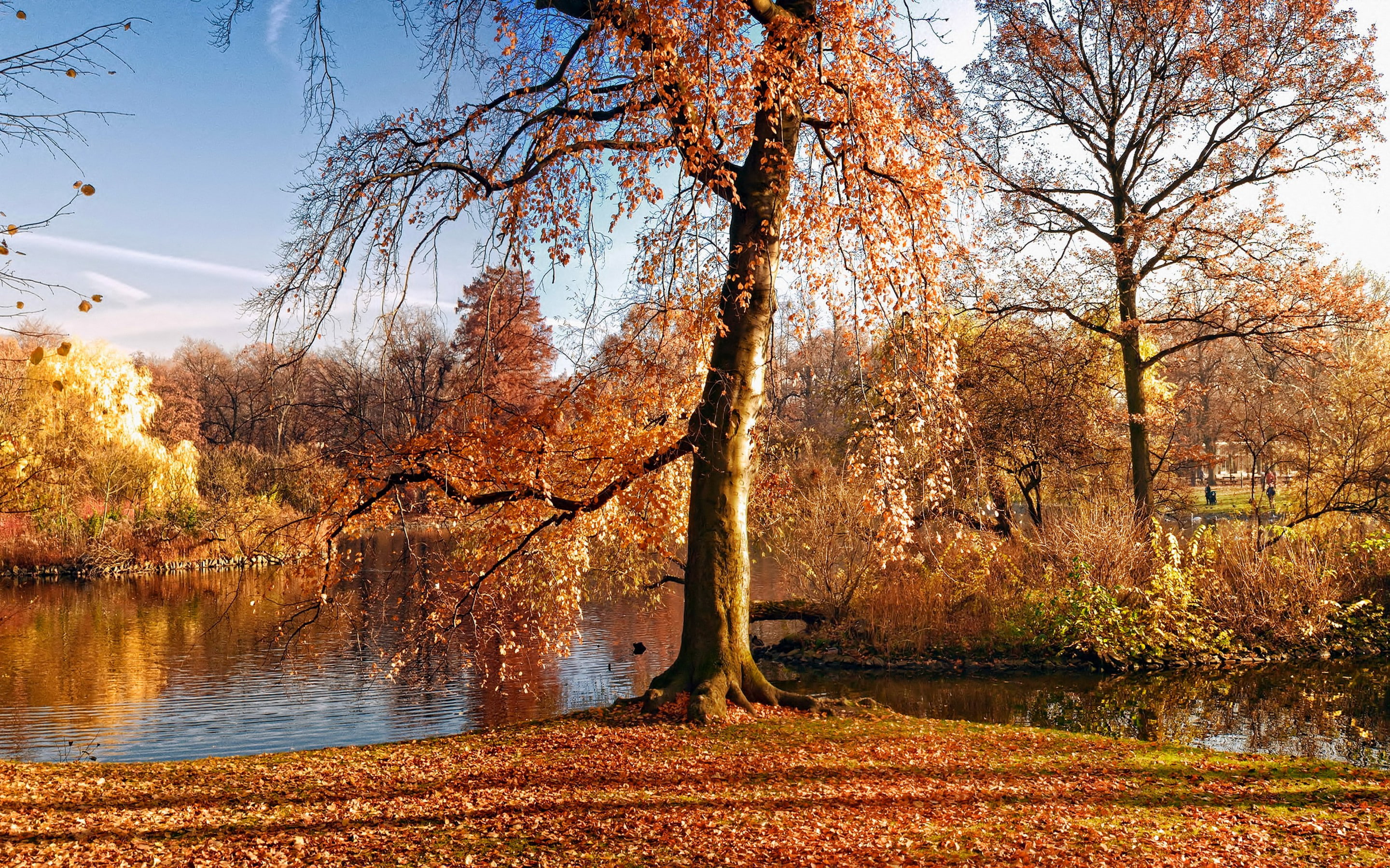 Earth, Fall, Tree