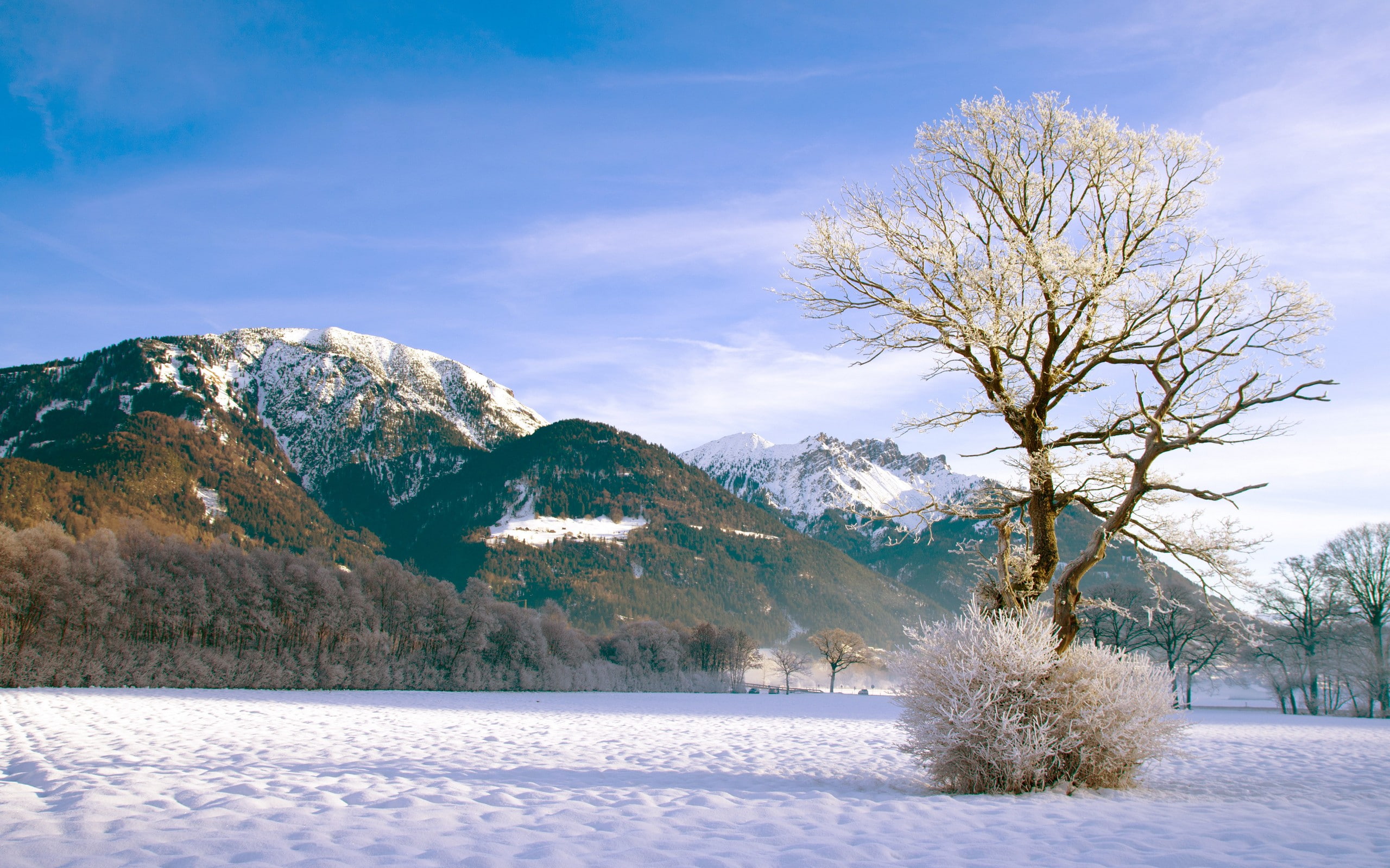 landscape, snow, winter, trees, frost, mountains, snowy mountain