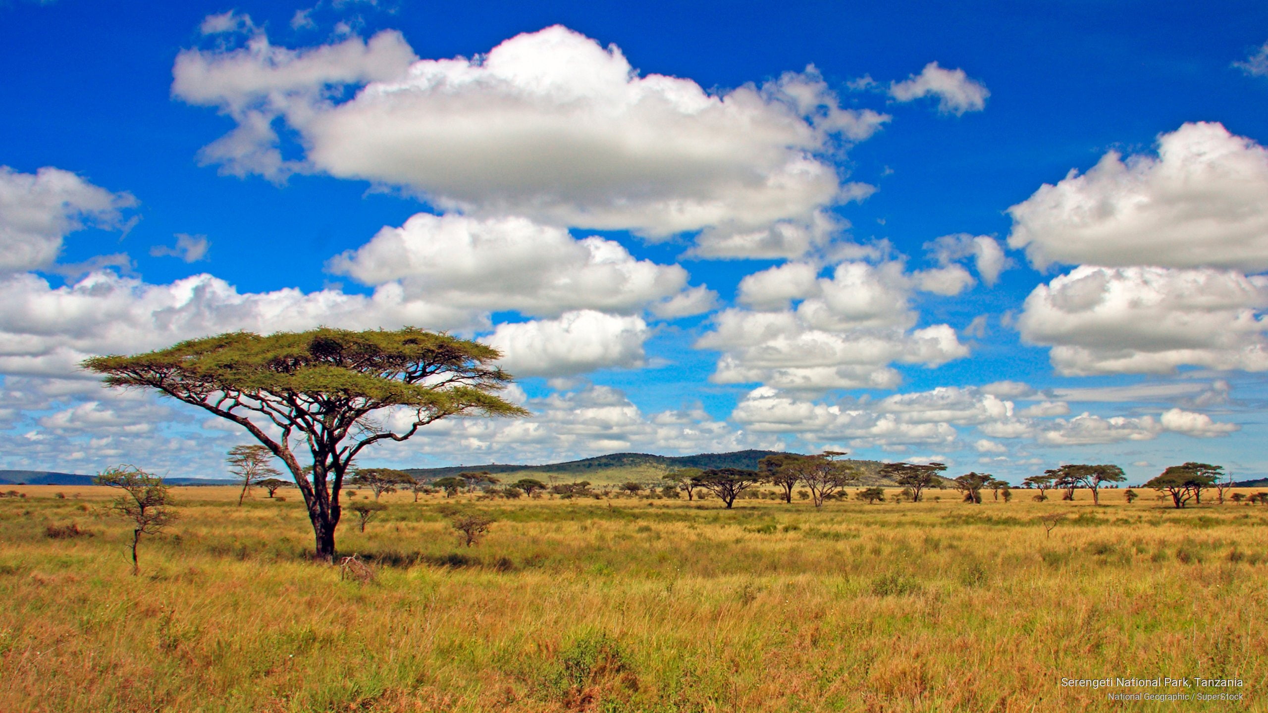 Free Download Hd Wallpaper Serengeti National Park Tanzania Africa