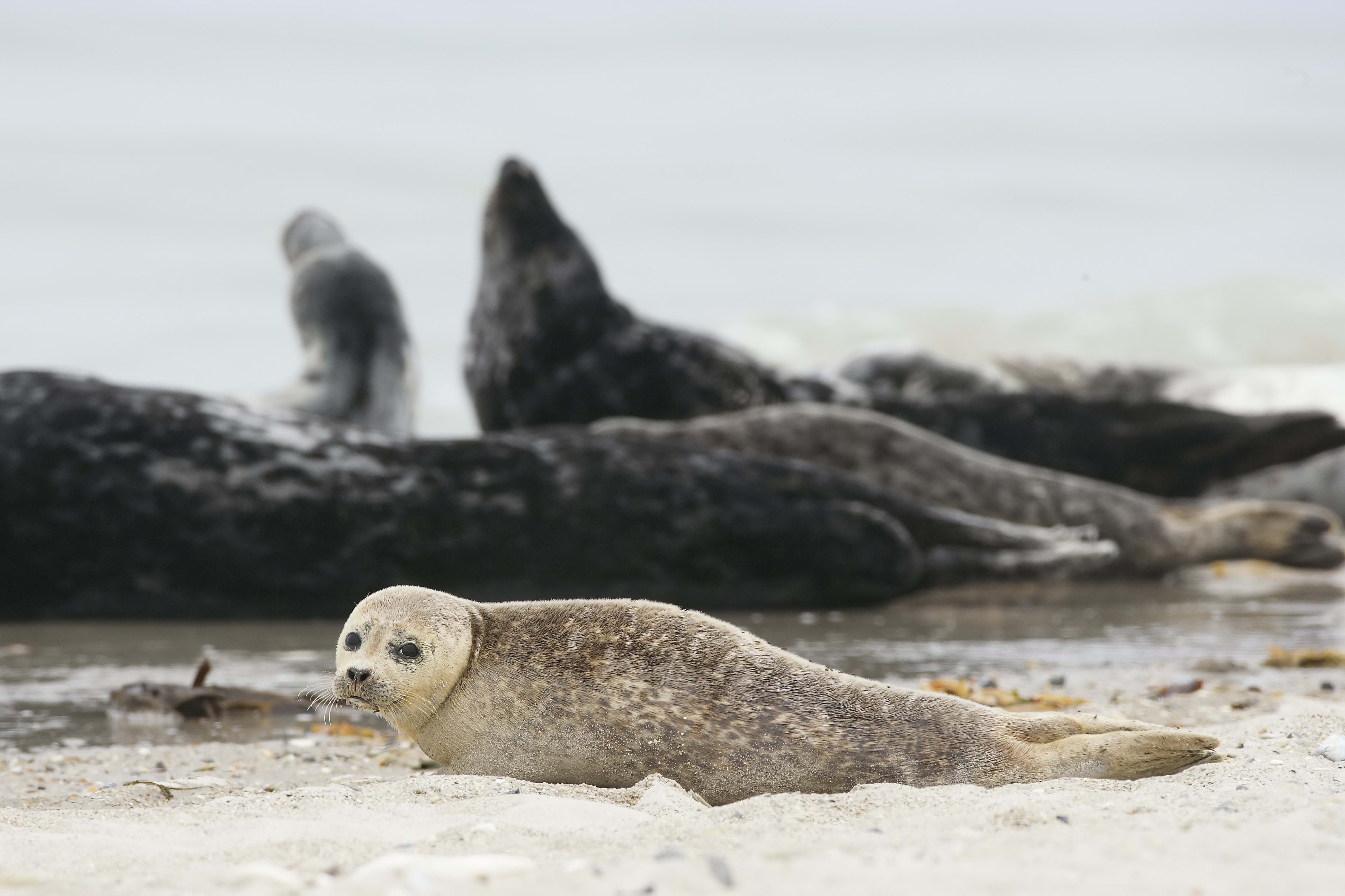 brown seal, animal, blur, sand, beach, sea Lion, seal - Animal