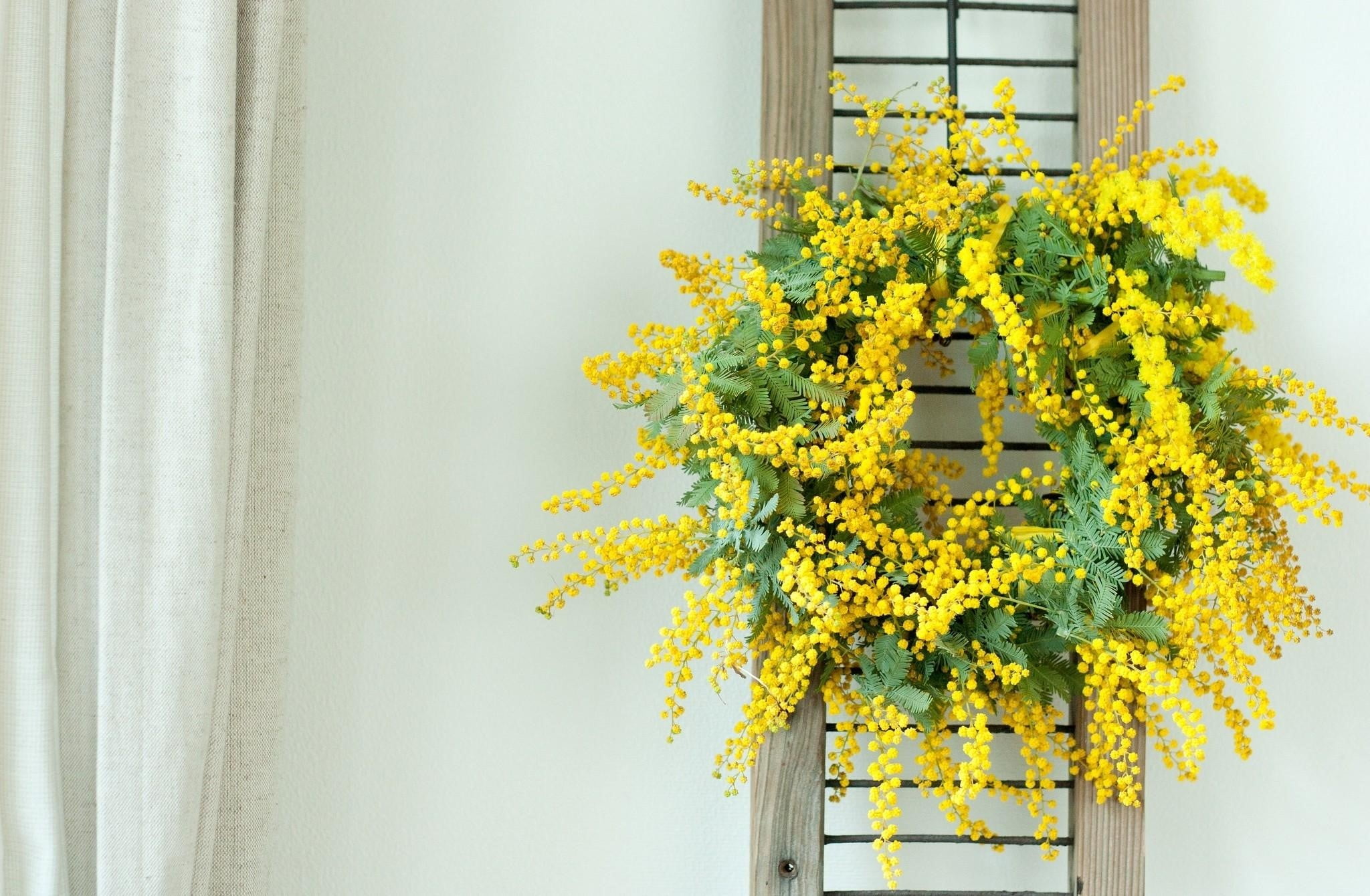 Mimosa, Wreath, Yellow, Wall, flower, plant, flowering plant