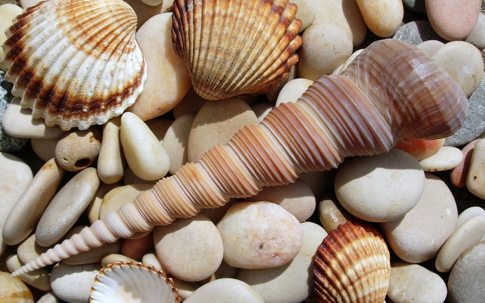 shell