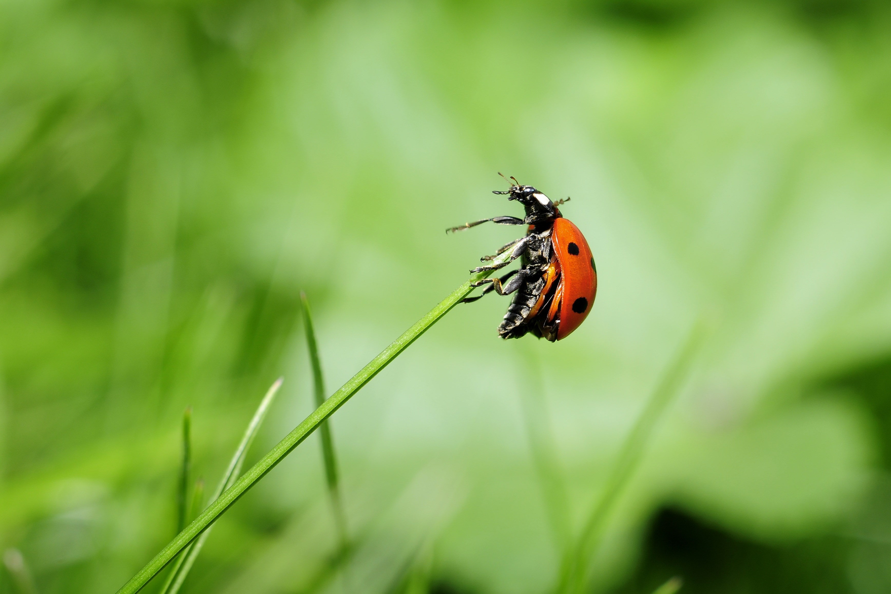 ladybug
