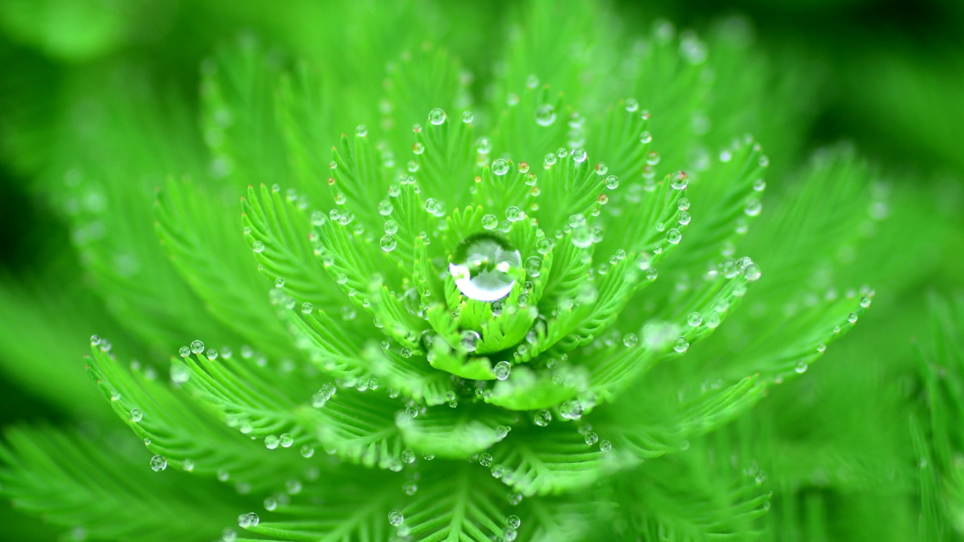green leafed plant with water due, closeup, water drops, nature