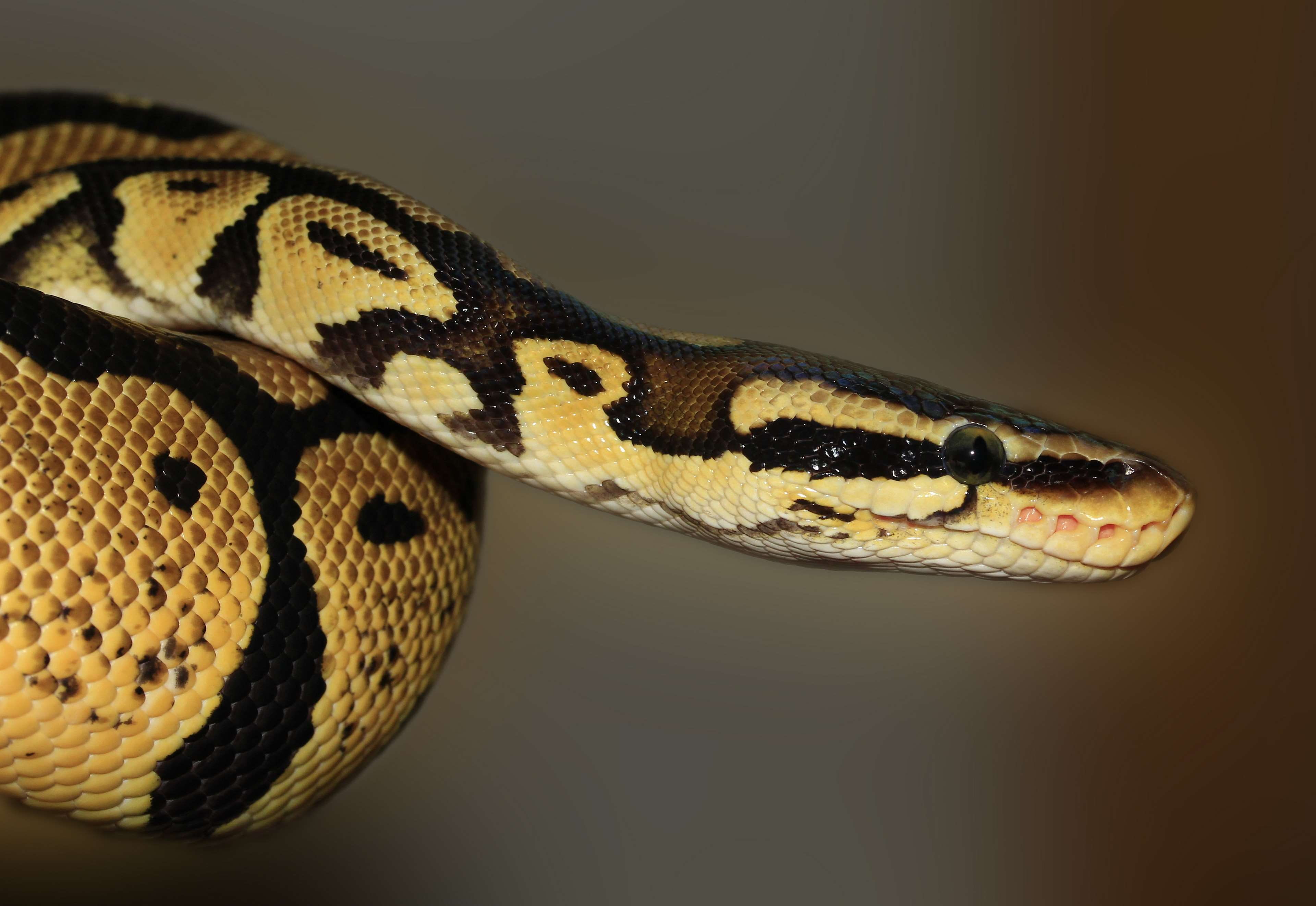 ball python, macro, python regius, reptile, snake, animal themes