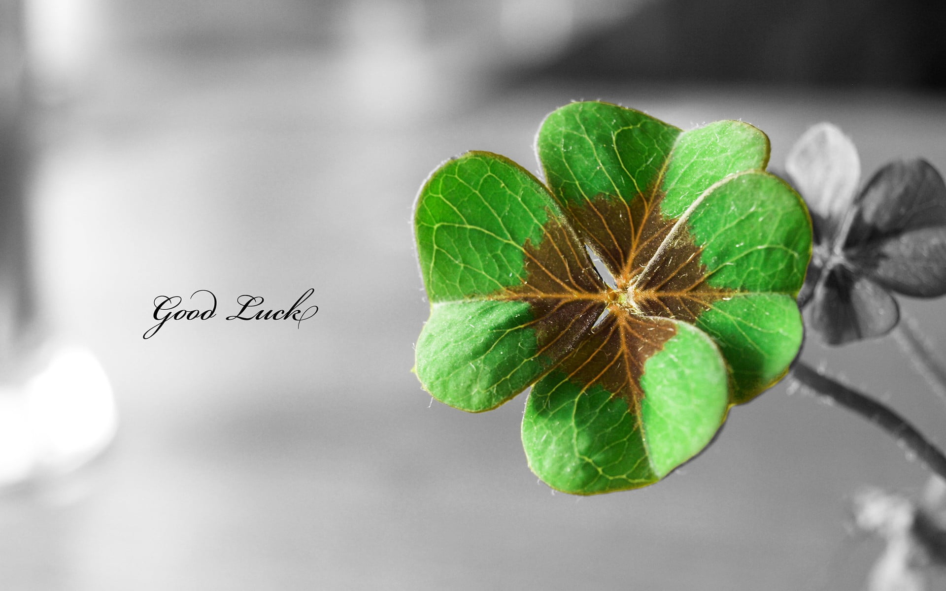 green 4-leaf clover with Good luck text overlay, clovers, selective coloring