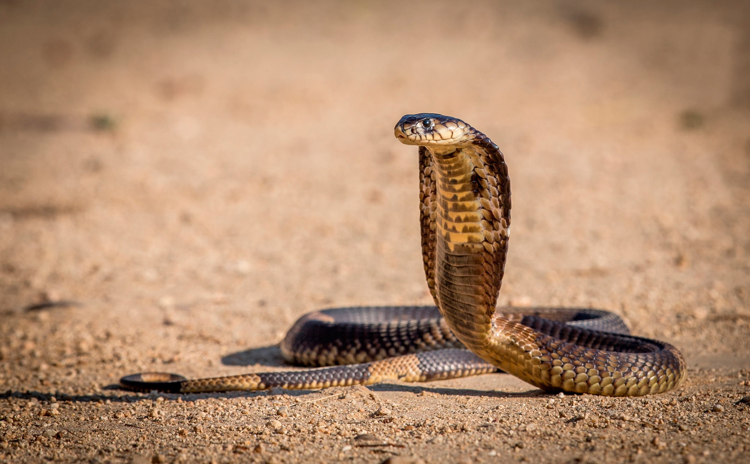 King cobra, snake, position, before the attack, reptile, animal