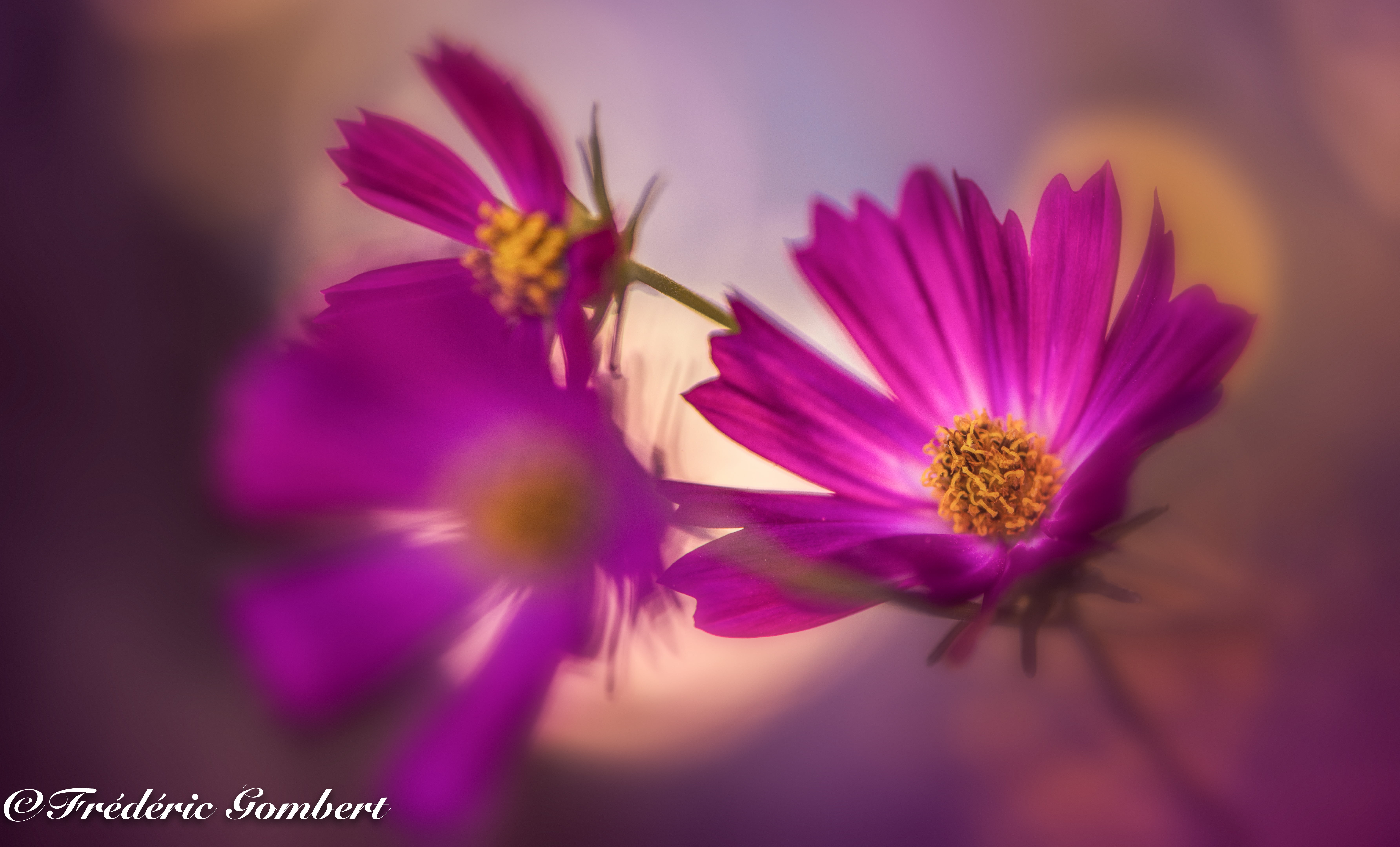 close up photo of a purple flower, life, cosmos, color, red  light
