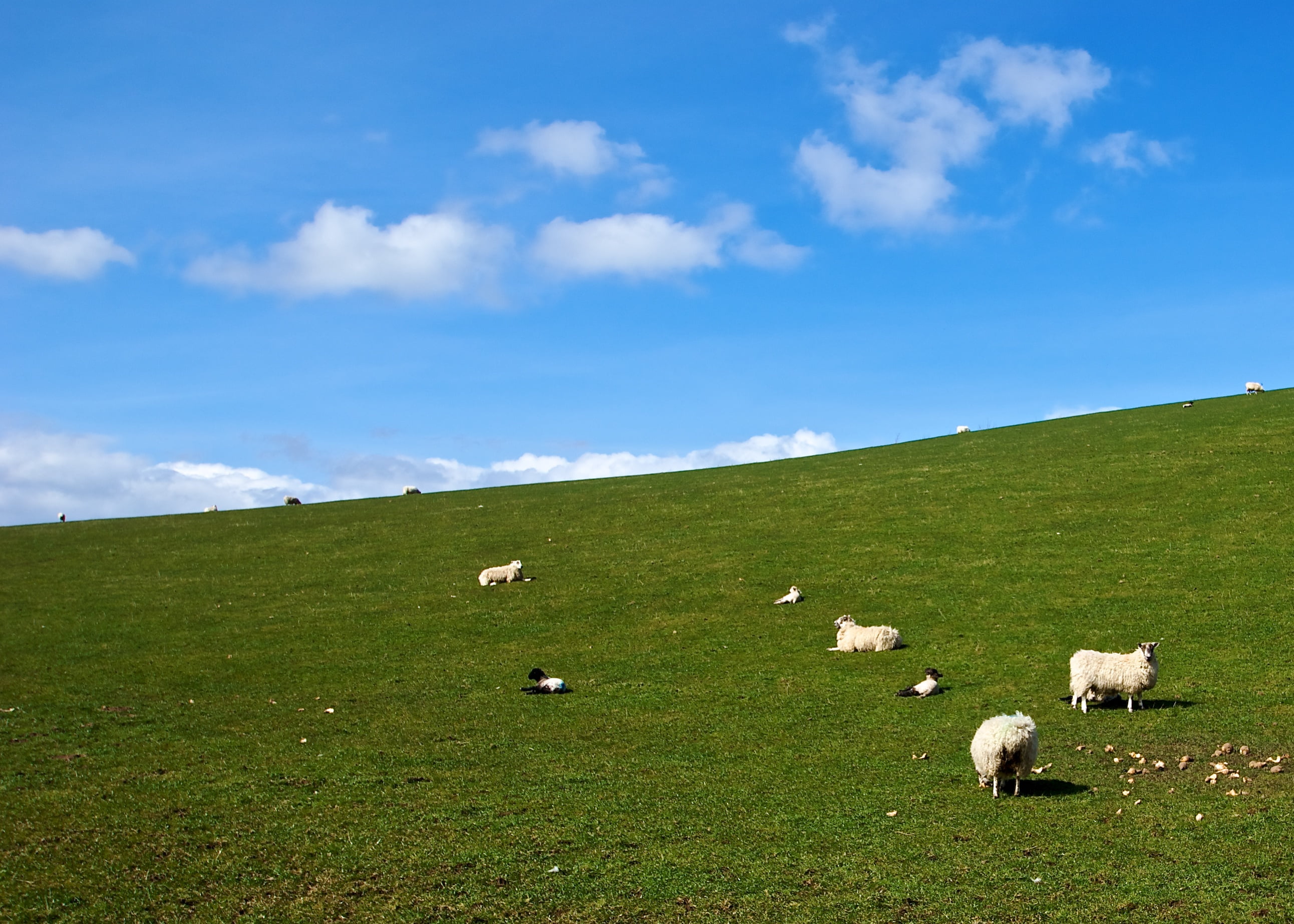 landscape photography of Sheep on grass field, Loungin, Scotland