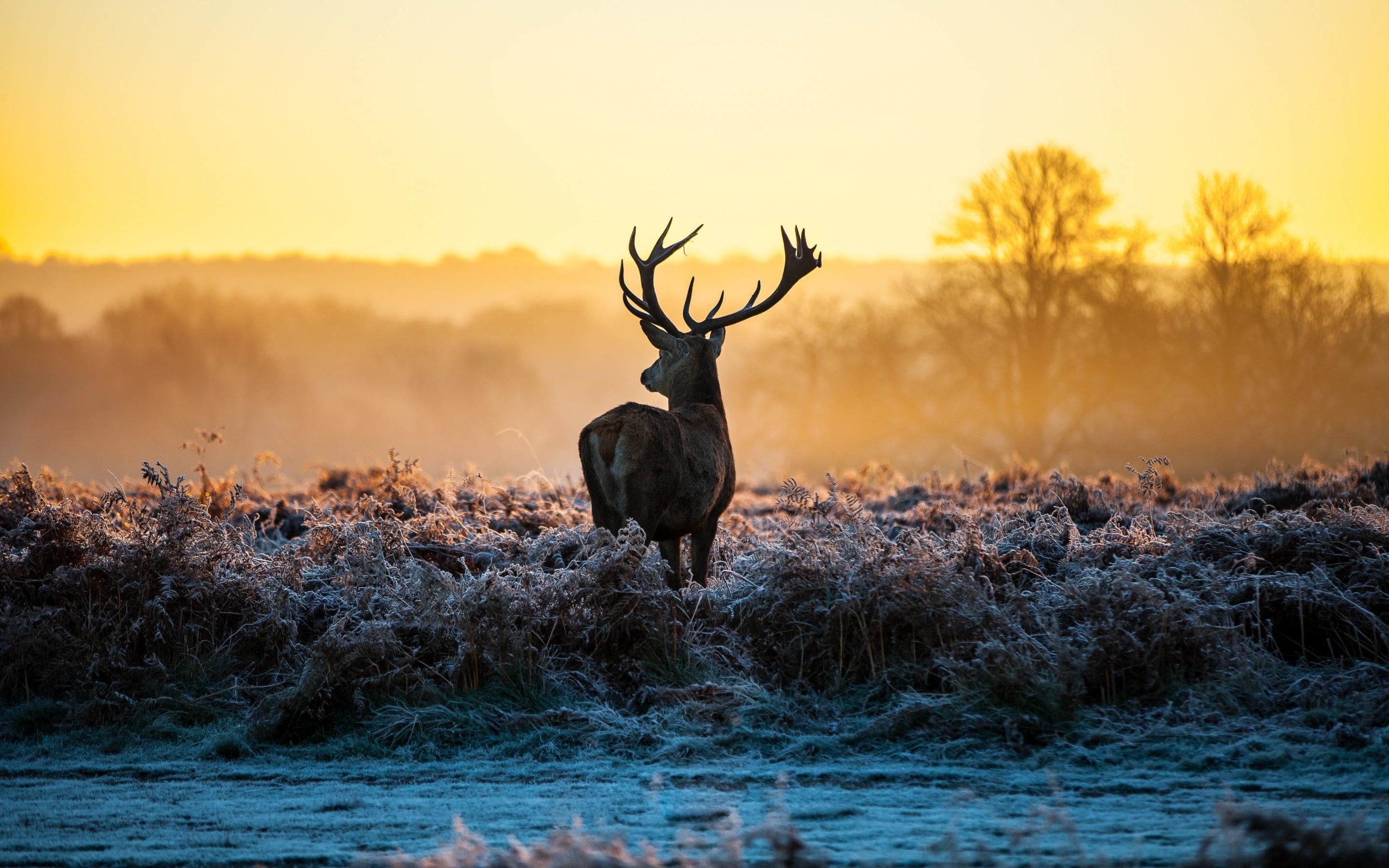 HDR Deer, brown and beige reindeer, grass, frost, dawn