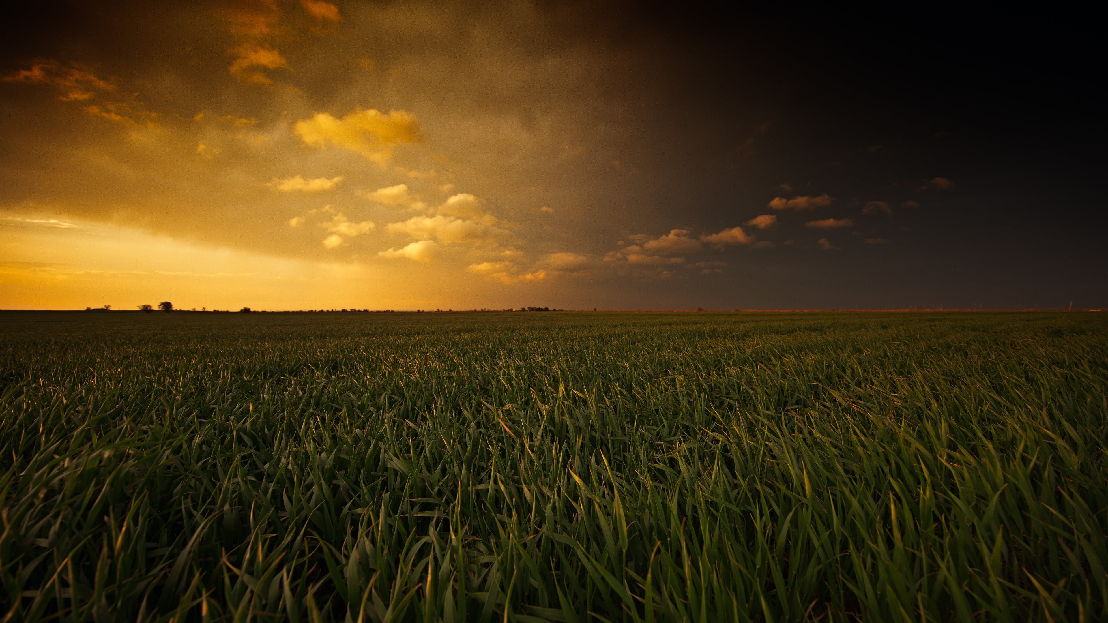 green grasses, Oklahoma, landscape, sky, field, nature, agriculture