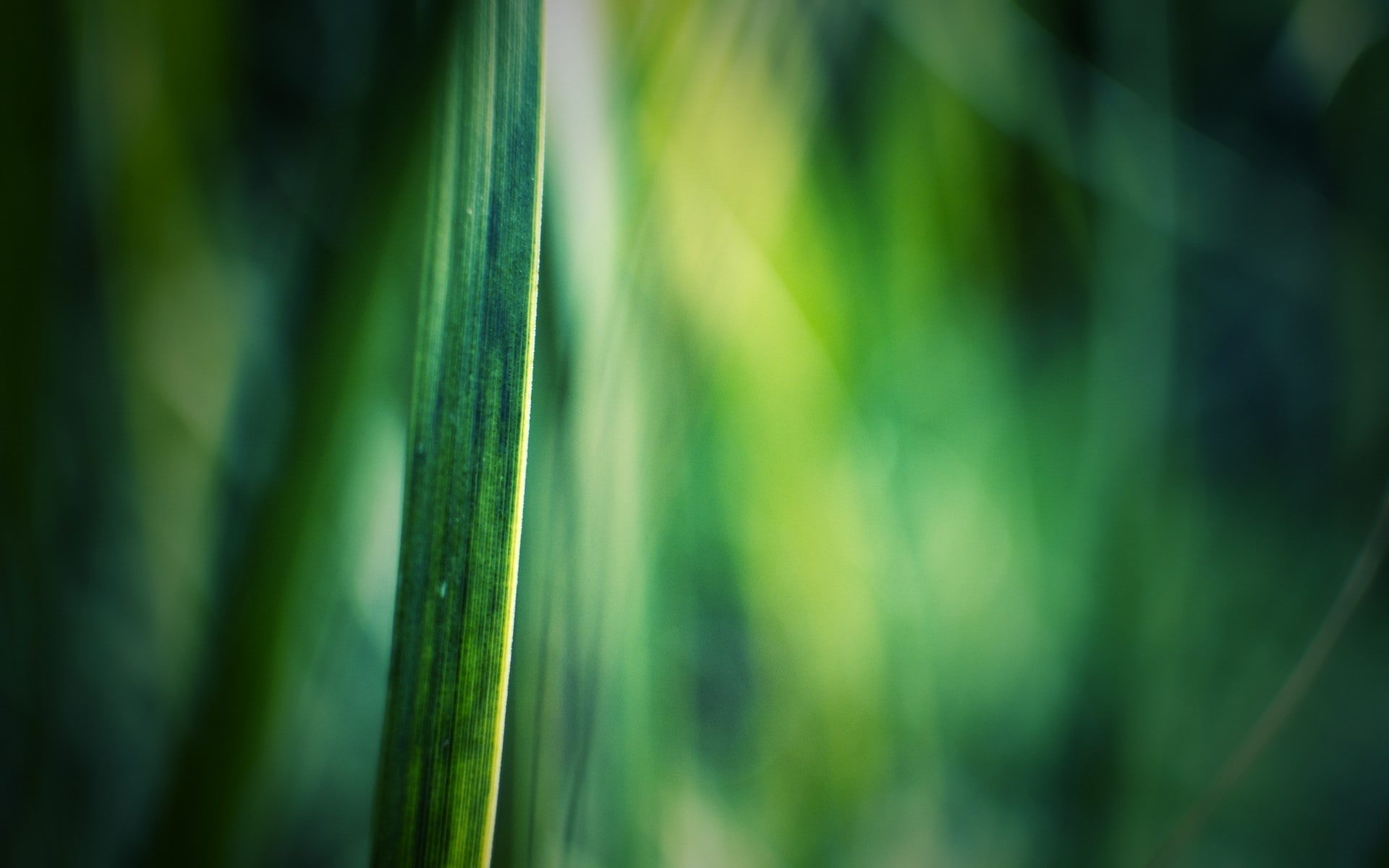 blurred, plants