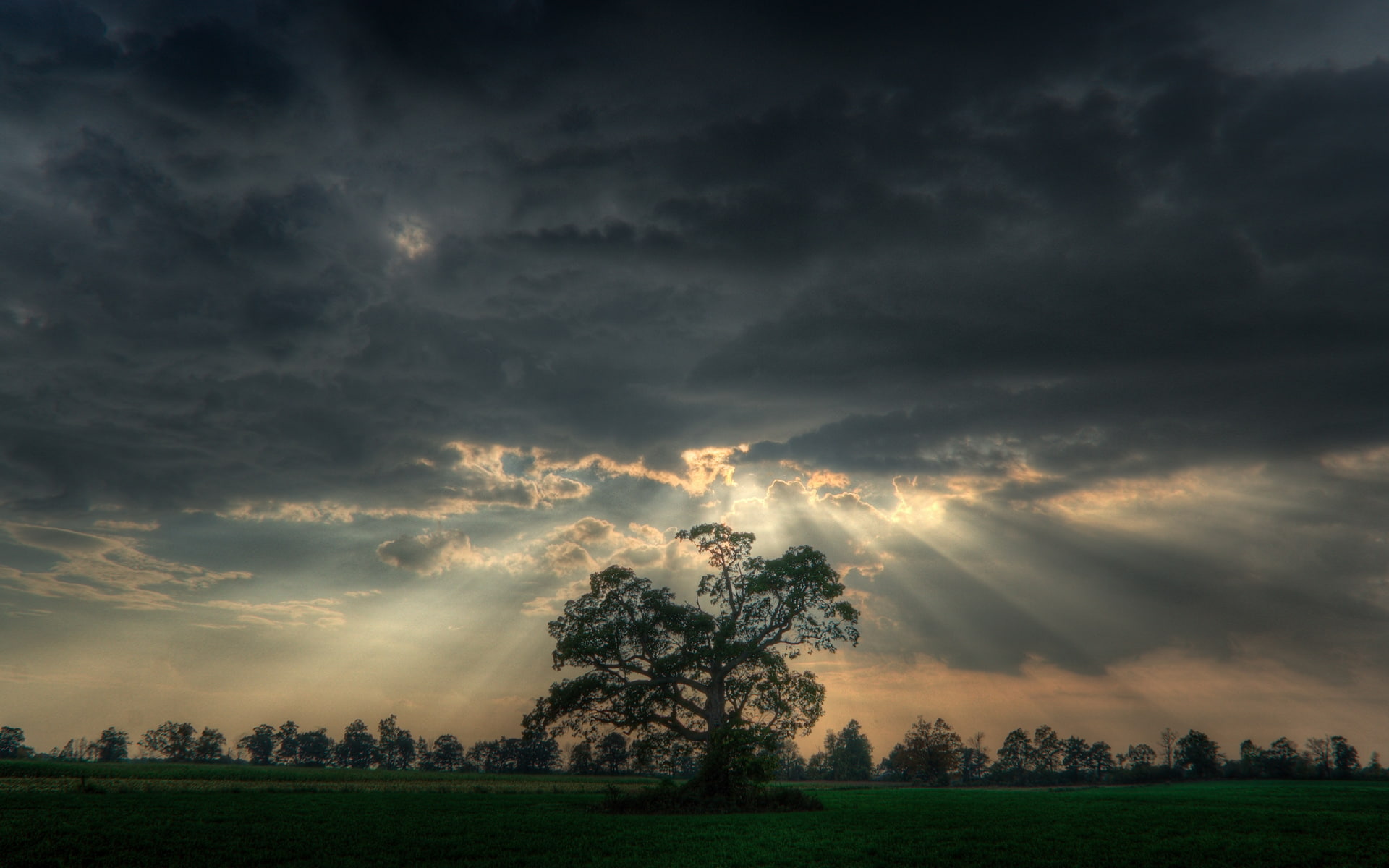 rays, clouds, tree