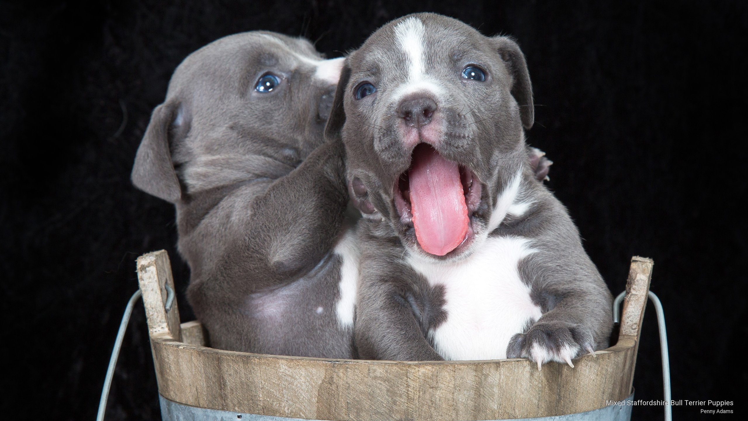 Mixed Staffordshire Bull Terrier Puppies, Dogs
