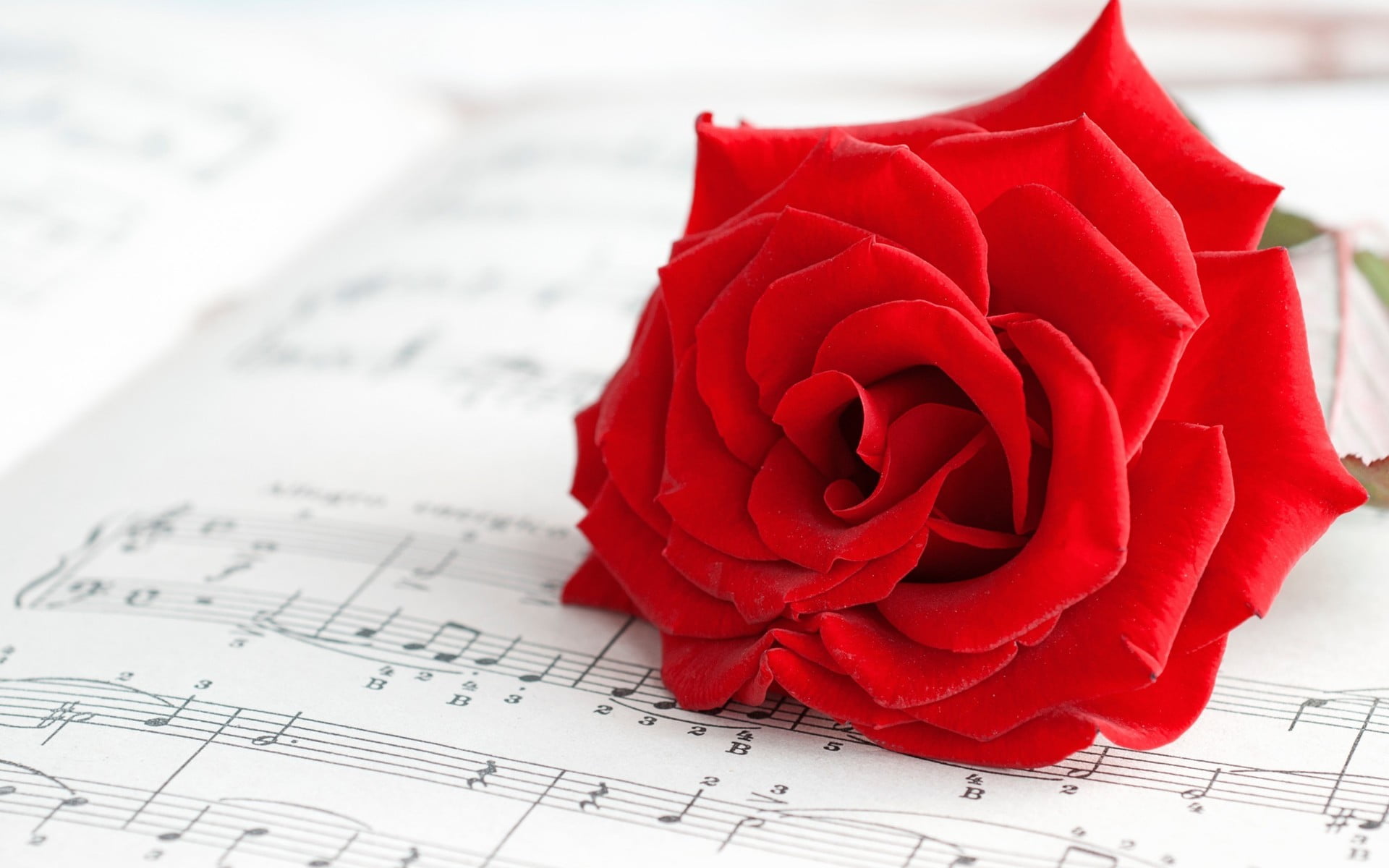 red rose on top of music sheet, flowers, red flowers, musical notes