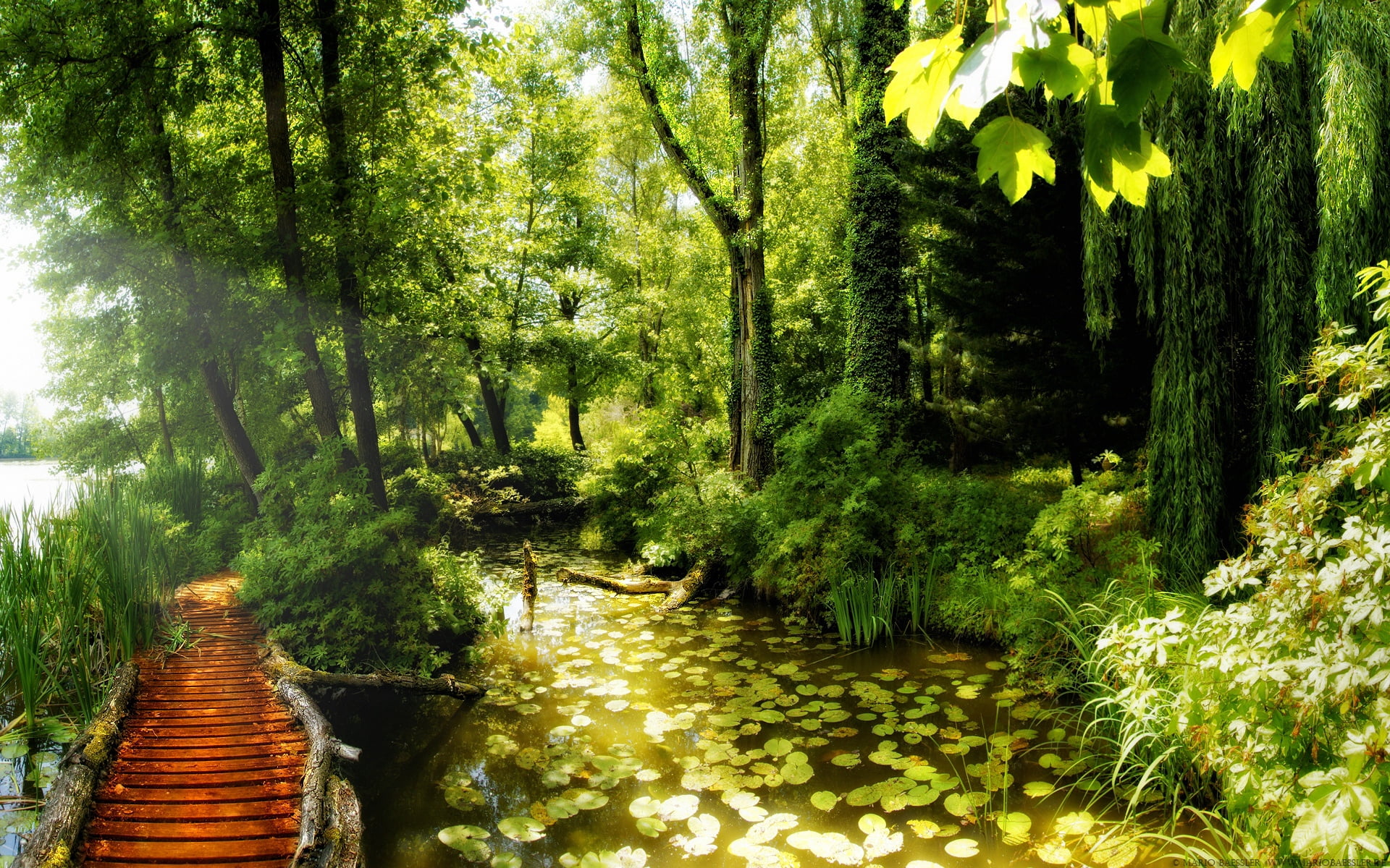 forest illustration, bridge, jungle, thickets, water-lilies, lake