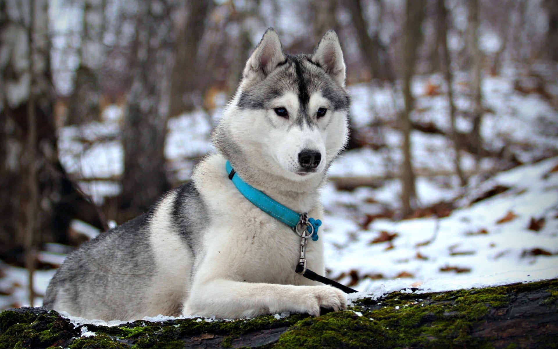 black and white Siberian husky dog, snow, collar, hunting, care