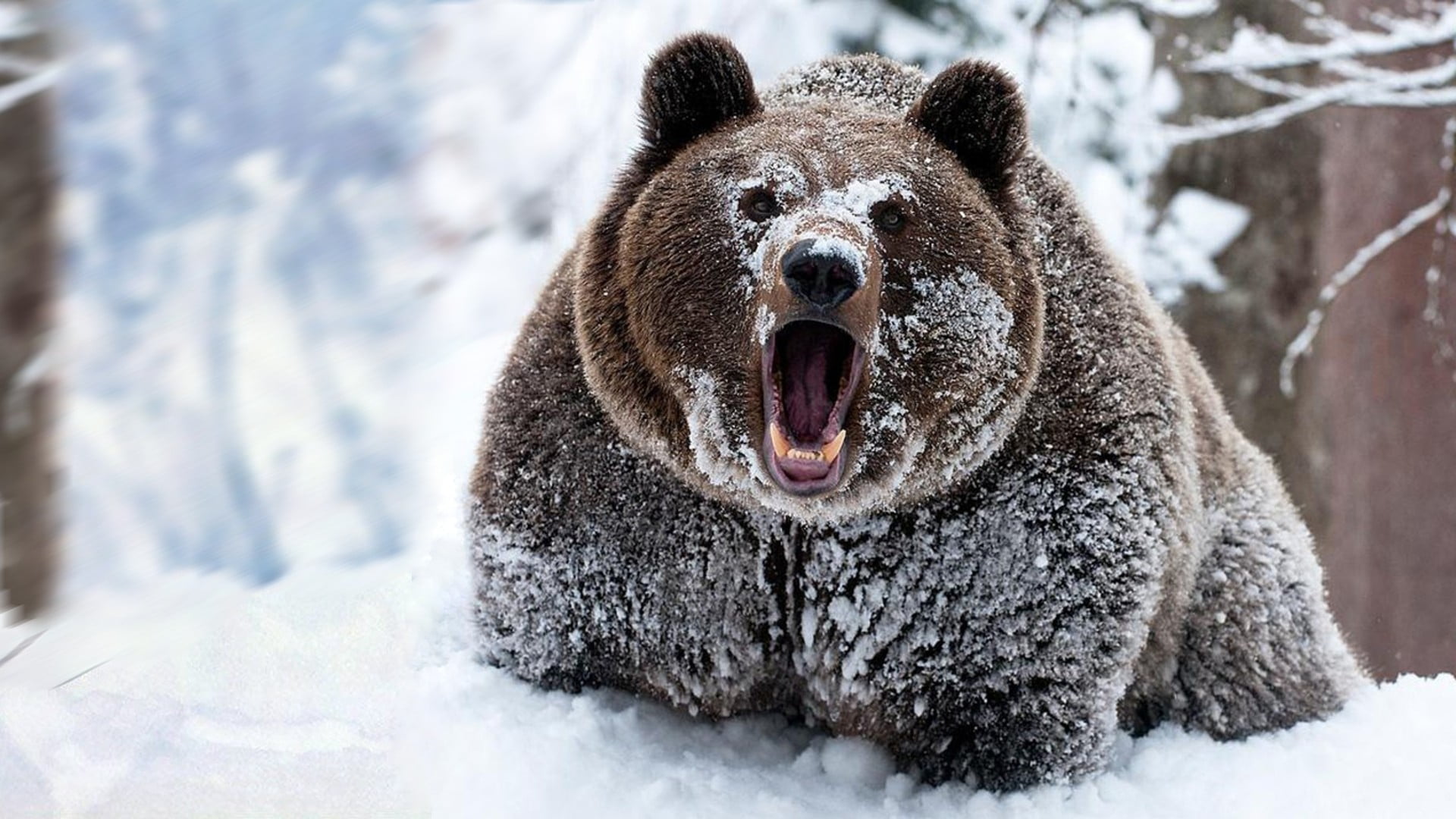 brown bear, snow, animals, bears, cold temperature, winter, animal themes