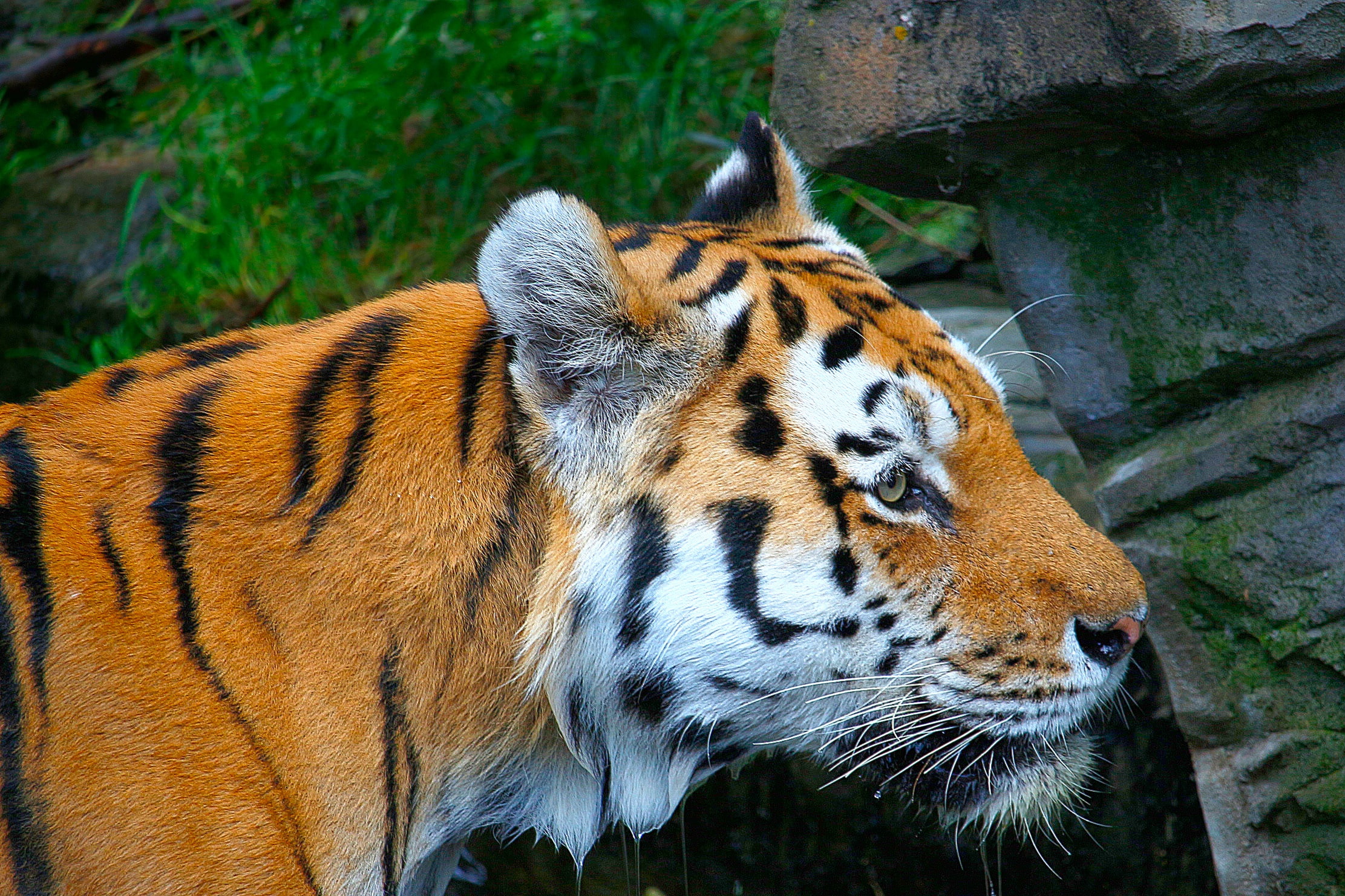 Tiger, Predator, Muzzle