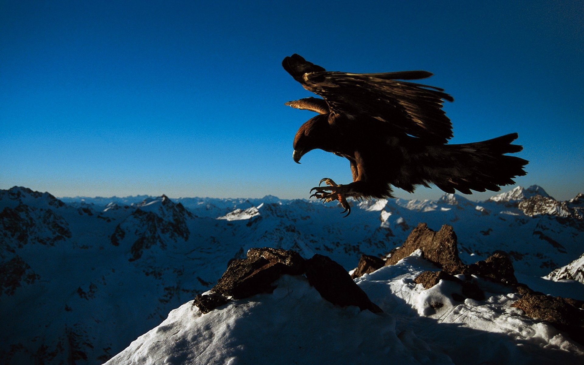 Birds, Eagle