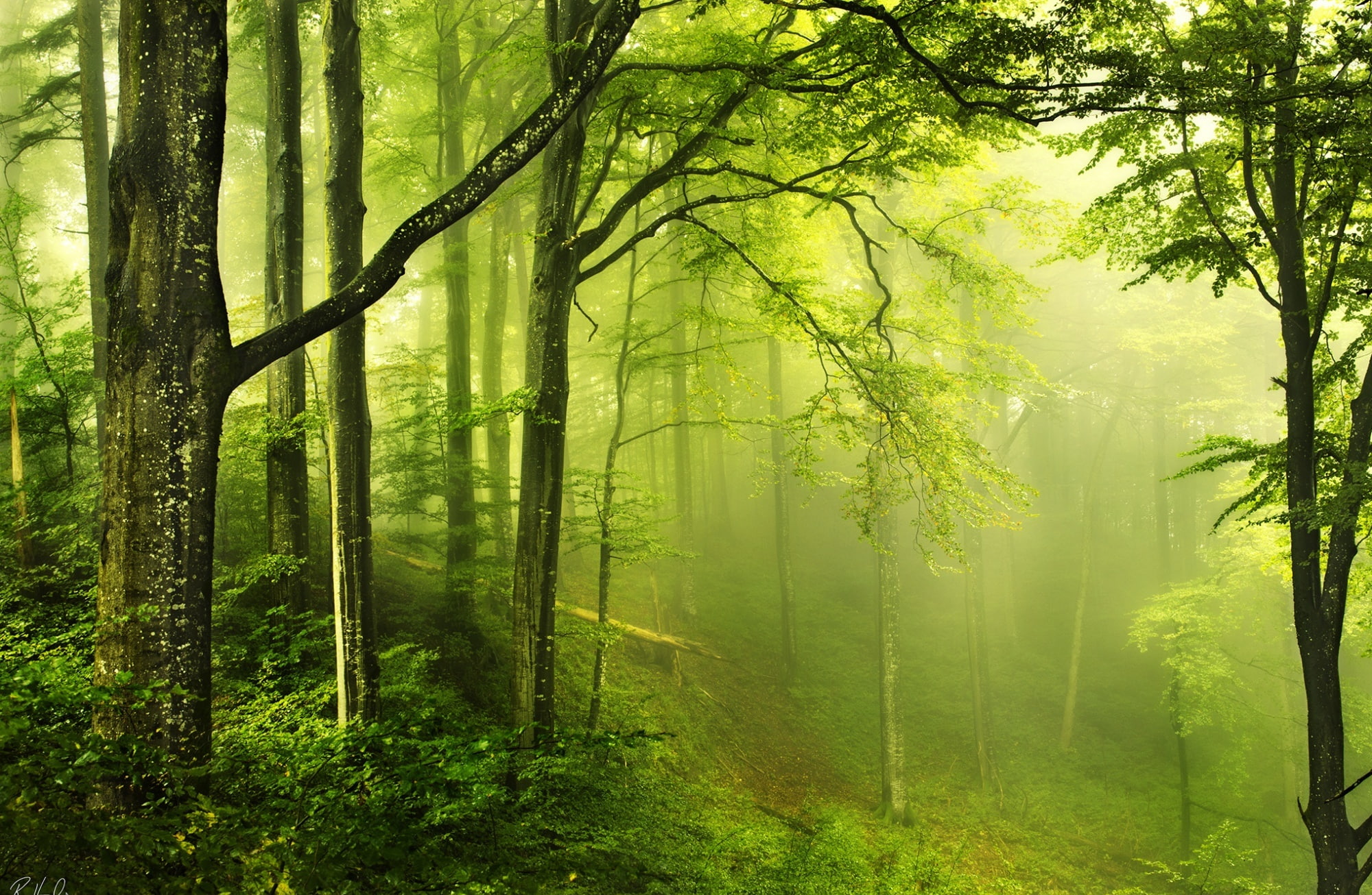 Beautiful Green Forest, green leafed trees, Nature, Forests, land
