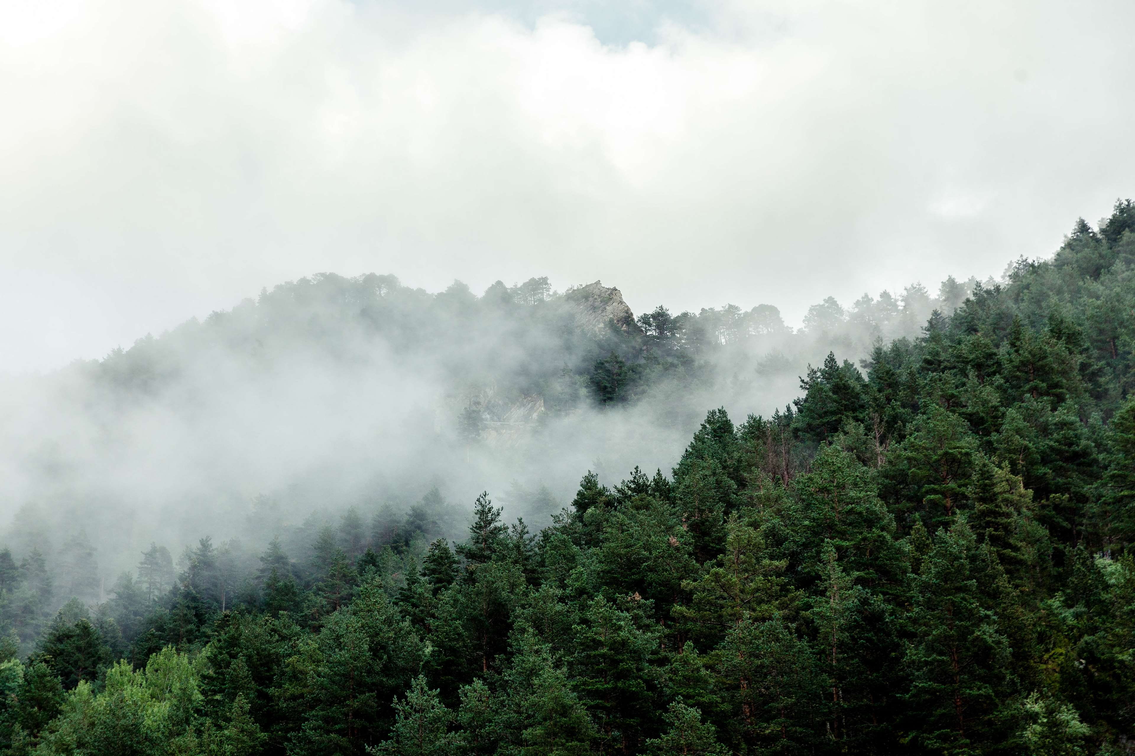 andorra, cloud, fog, forest, green, mountains, pyrenees, shower