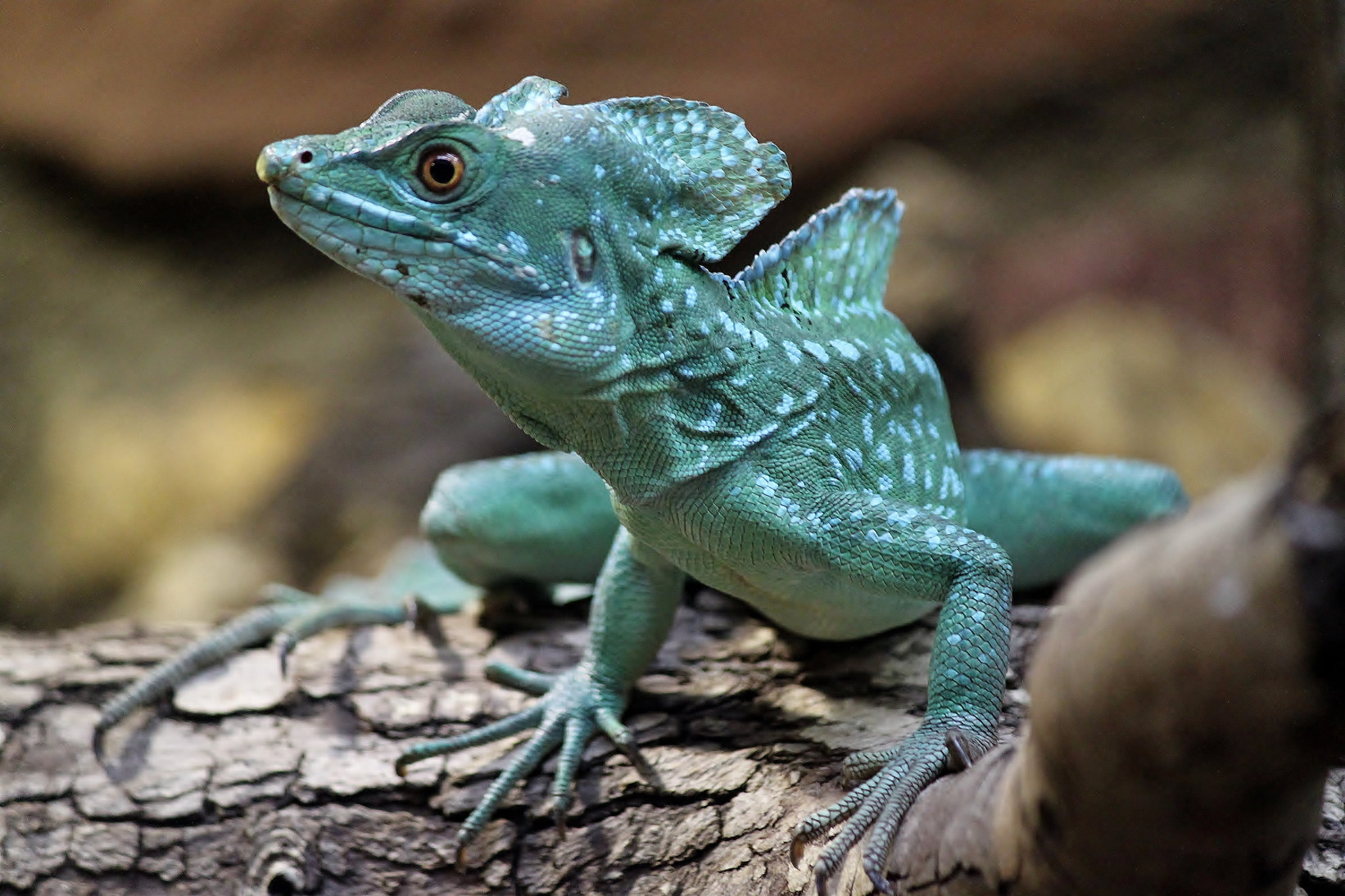tree, lizard, Basilisk