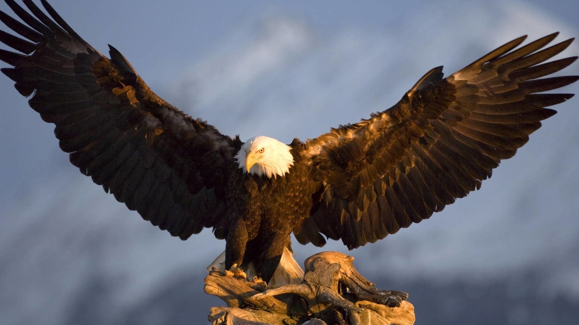 Birds, Bald Eagle