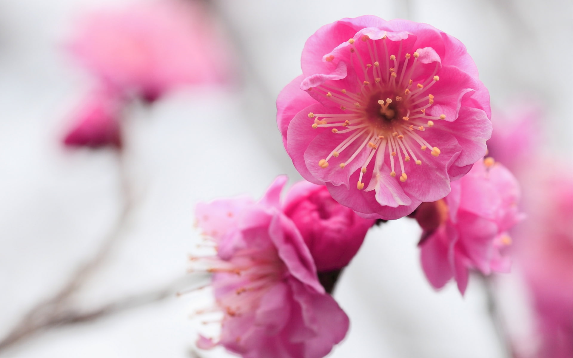 bokeh, macro
