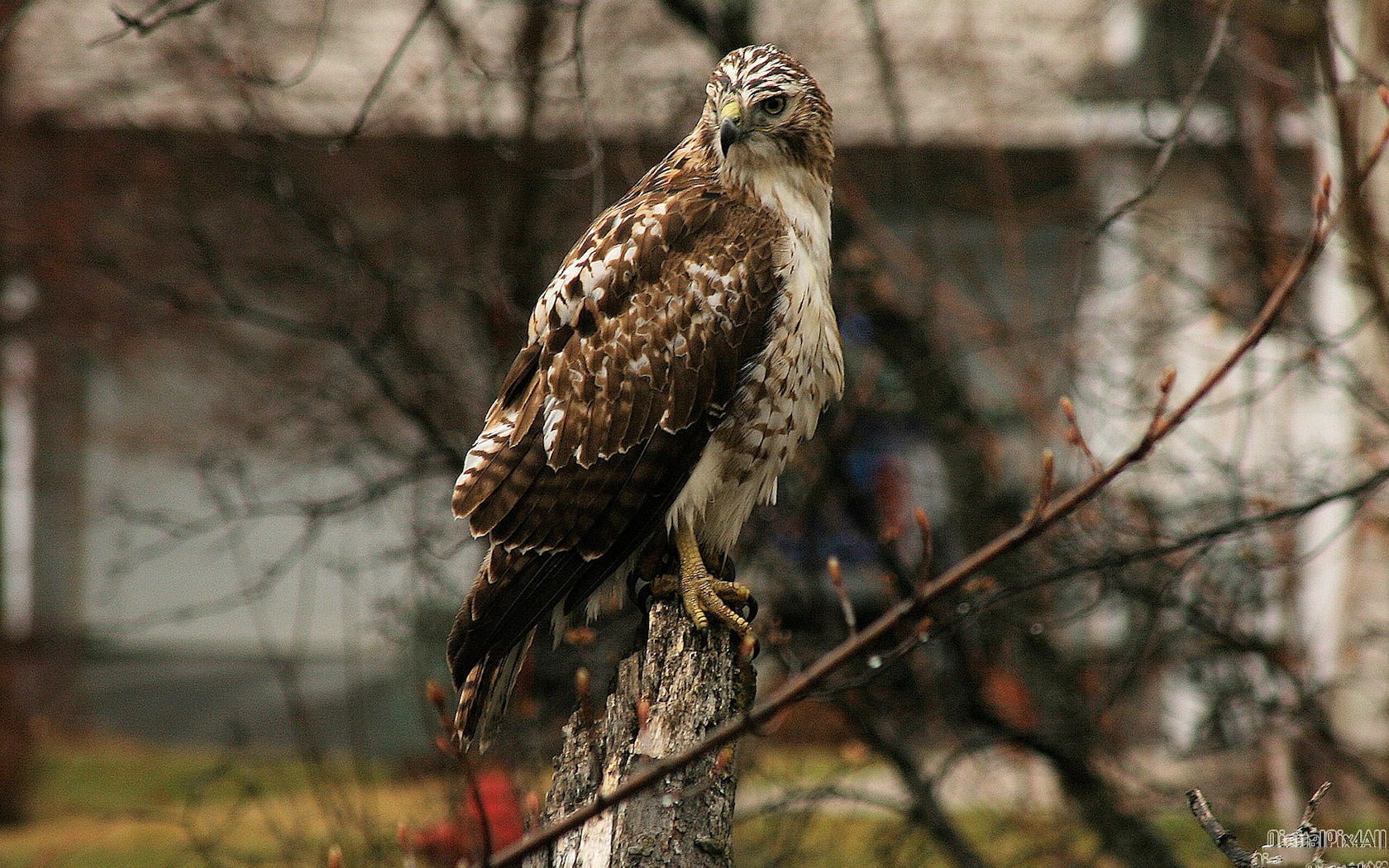 hawk