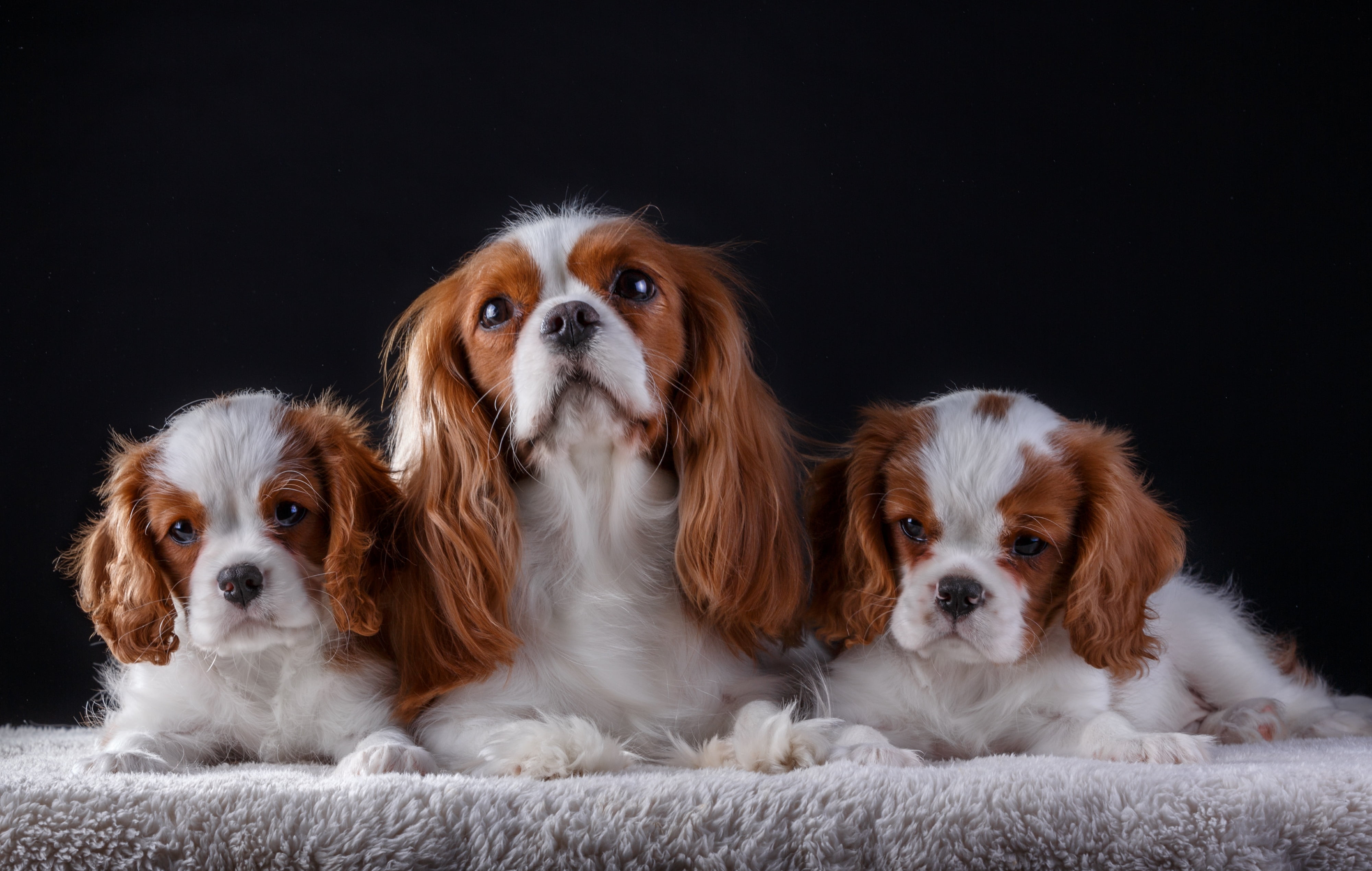 family, puppies, mom, the cavalier king Charles Spaniel, canine