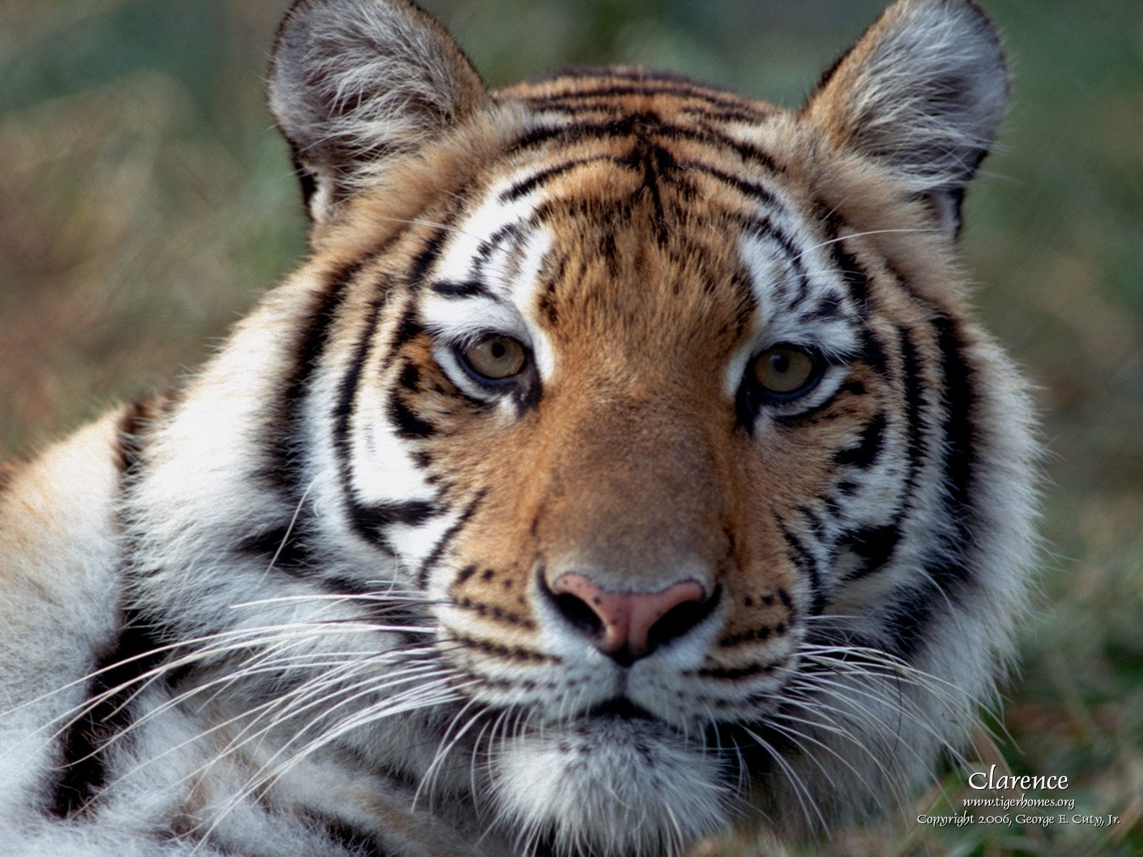 tiger
