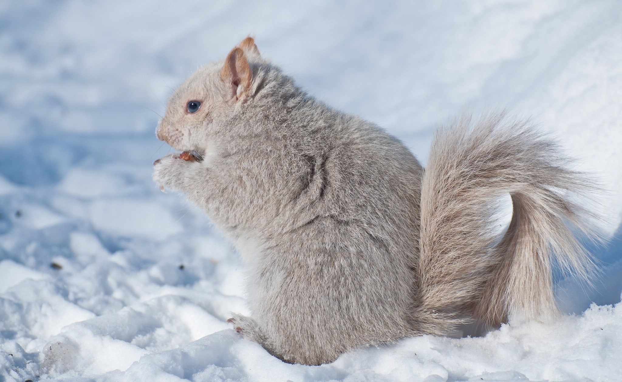 squirrel