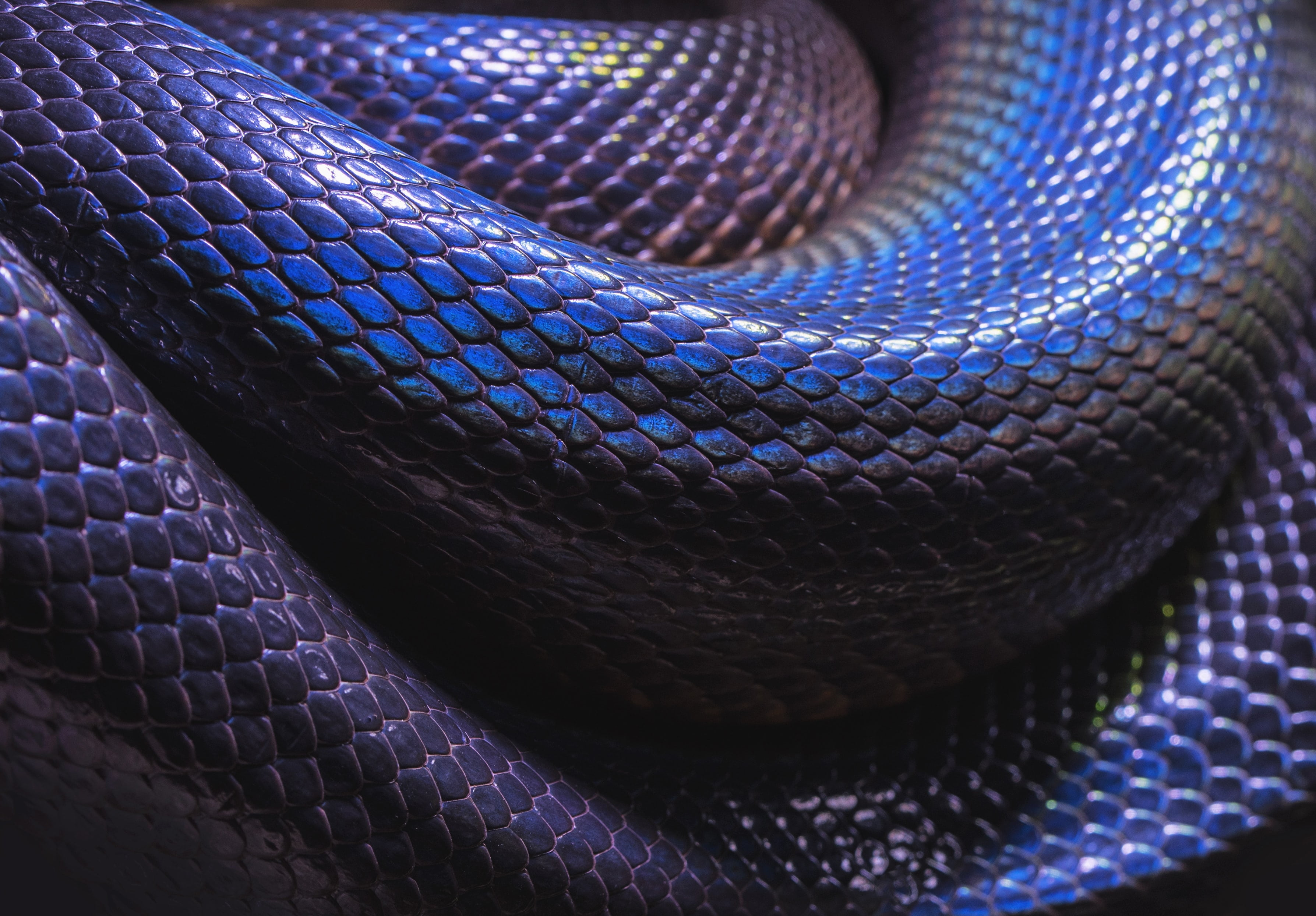 python, Python (programming)