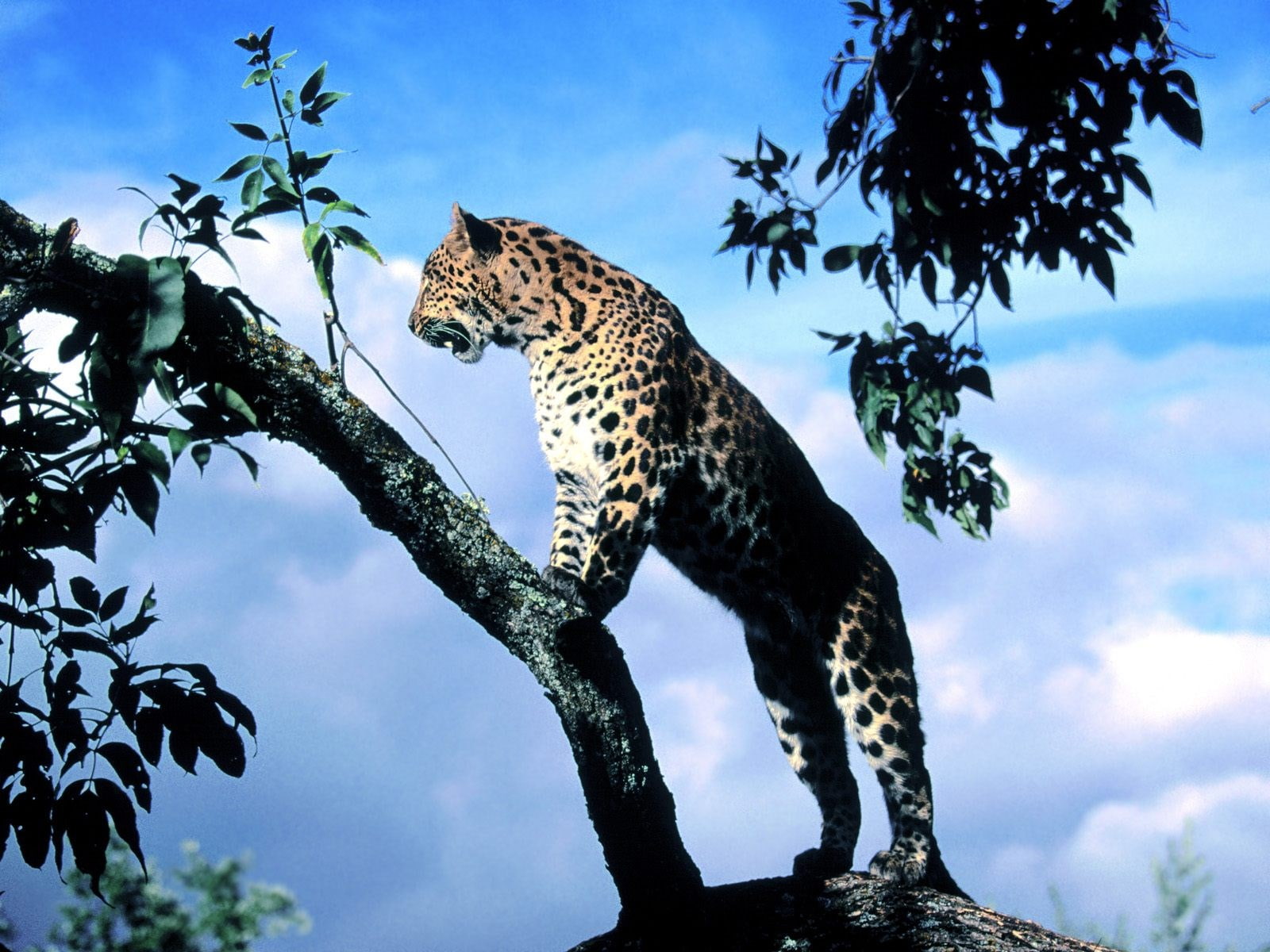 leopard