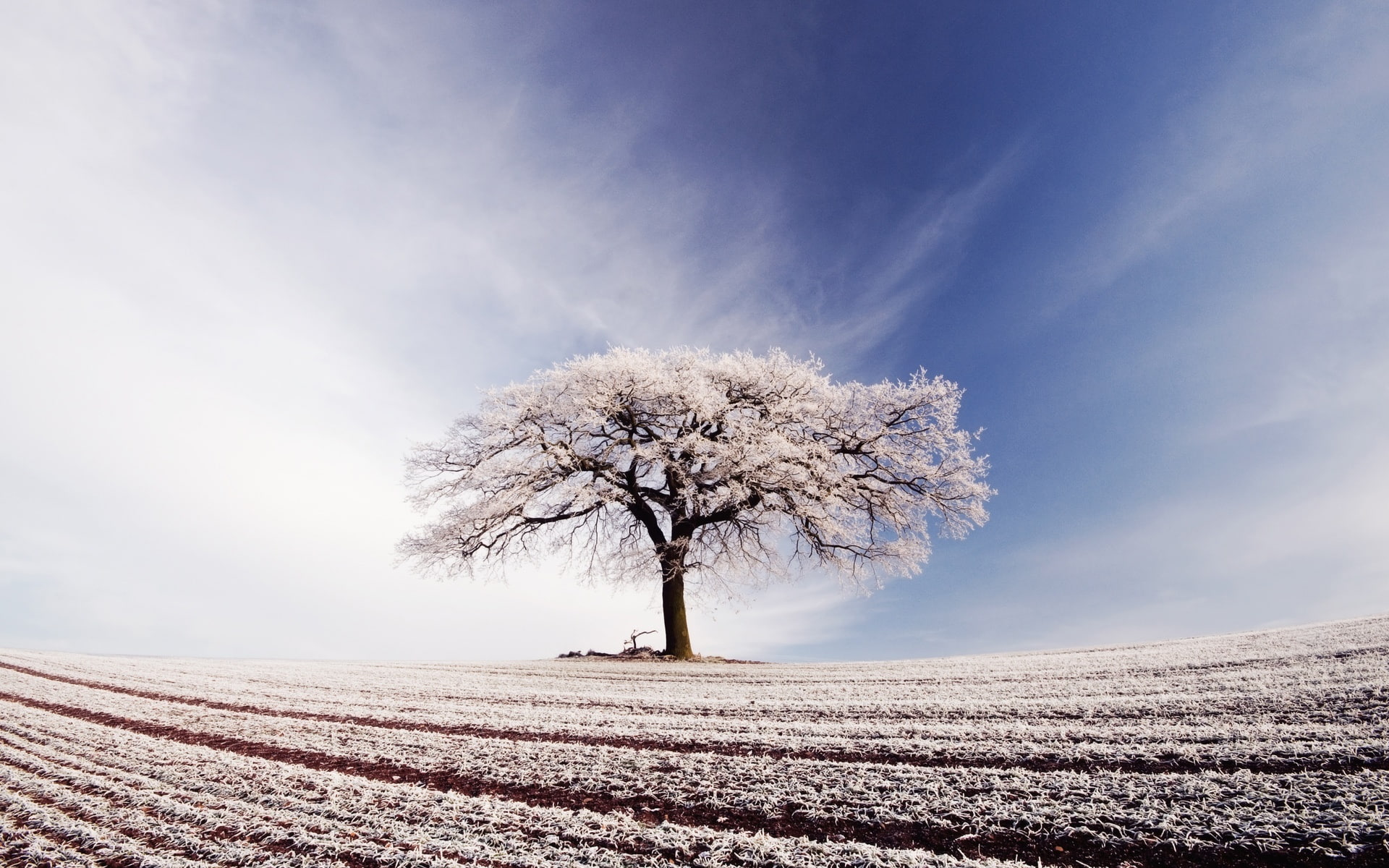 Broad field, lonely tree, blue sky, white clouds, frost