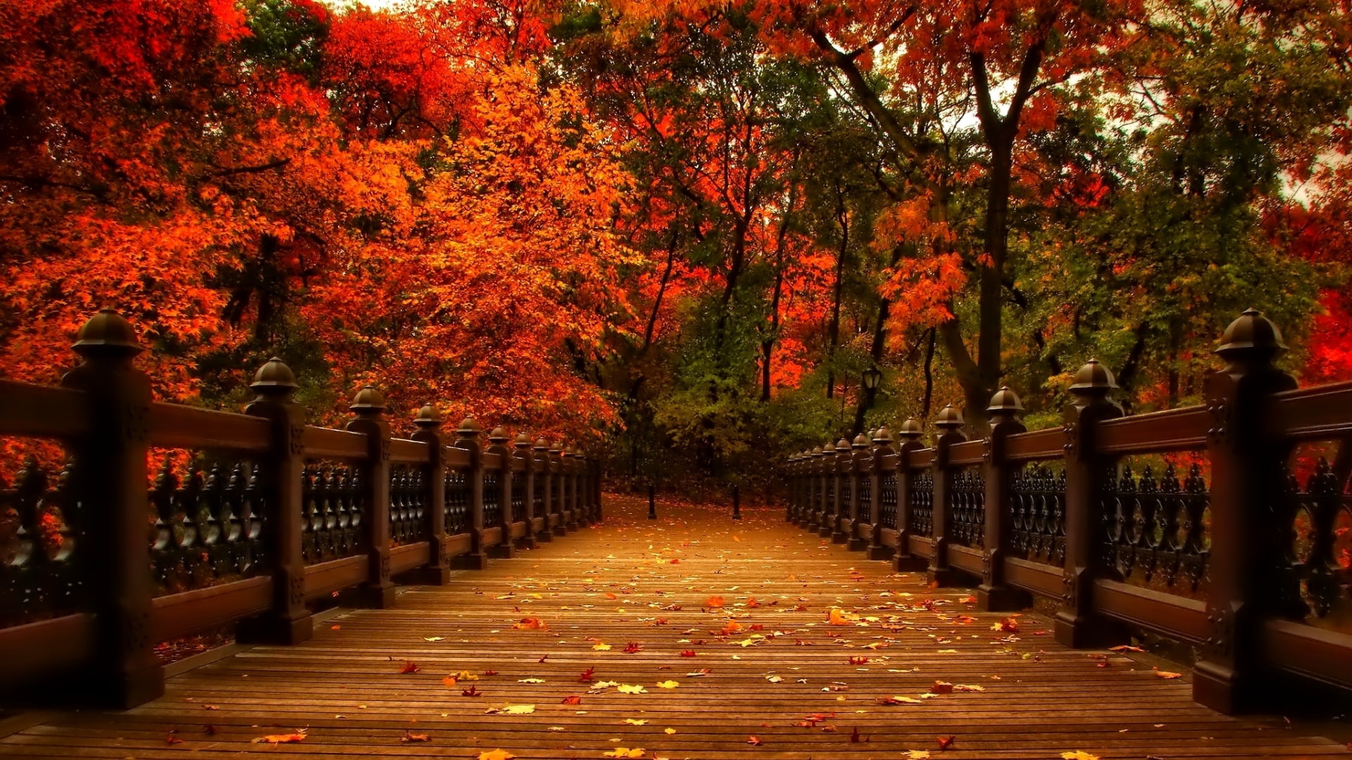 boardwalk, footbridge, autumn, bank rock bay, central park