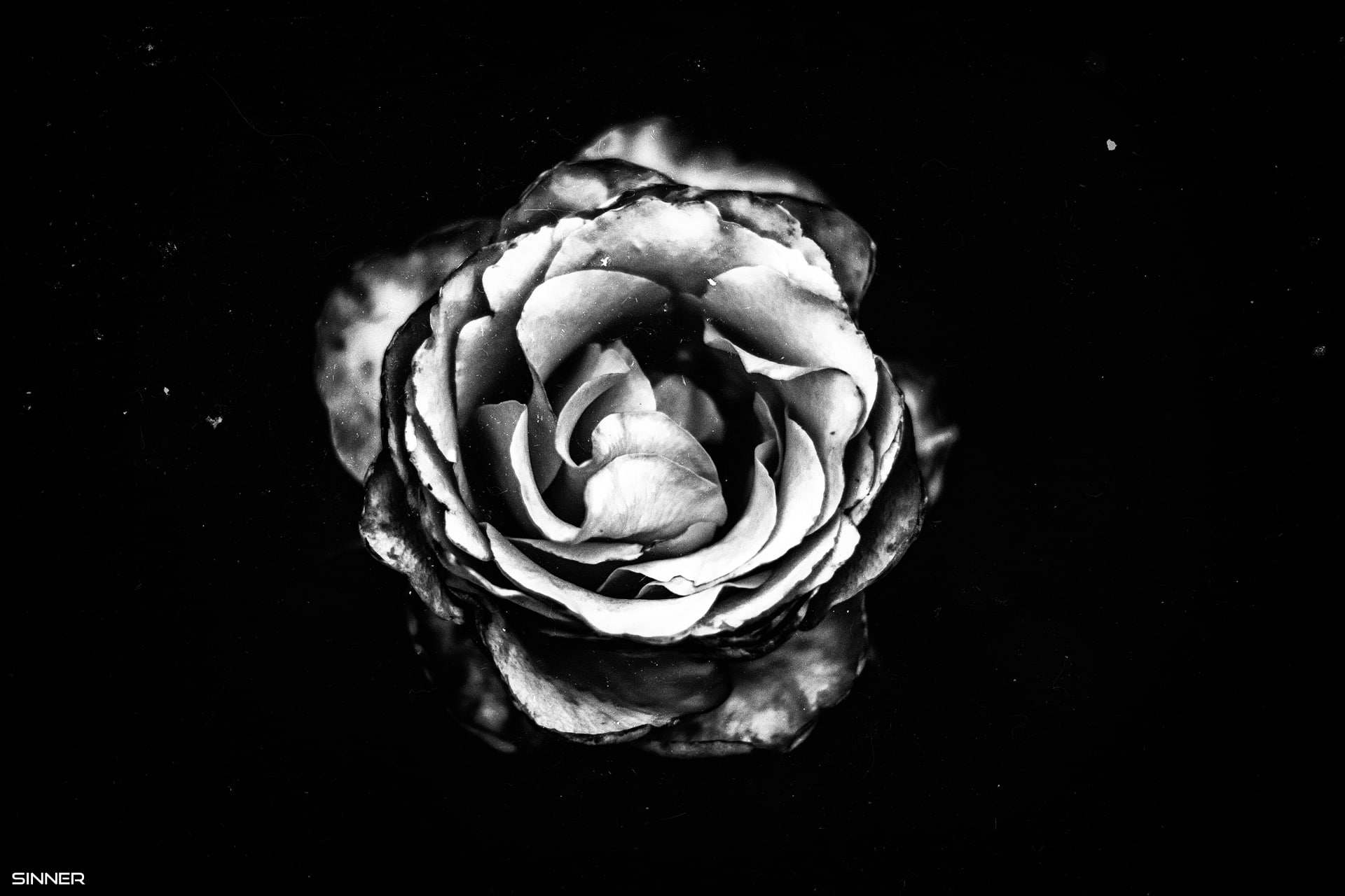 Flowers, Rose