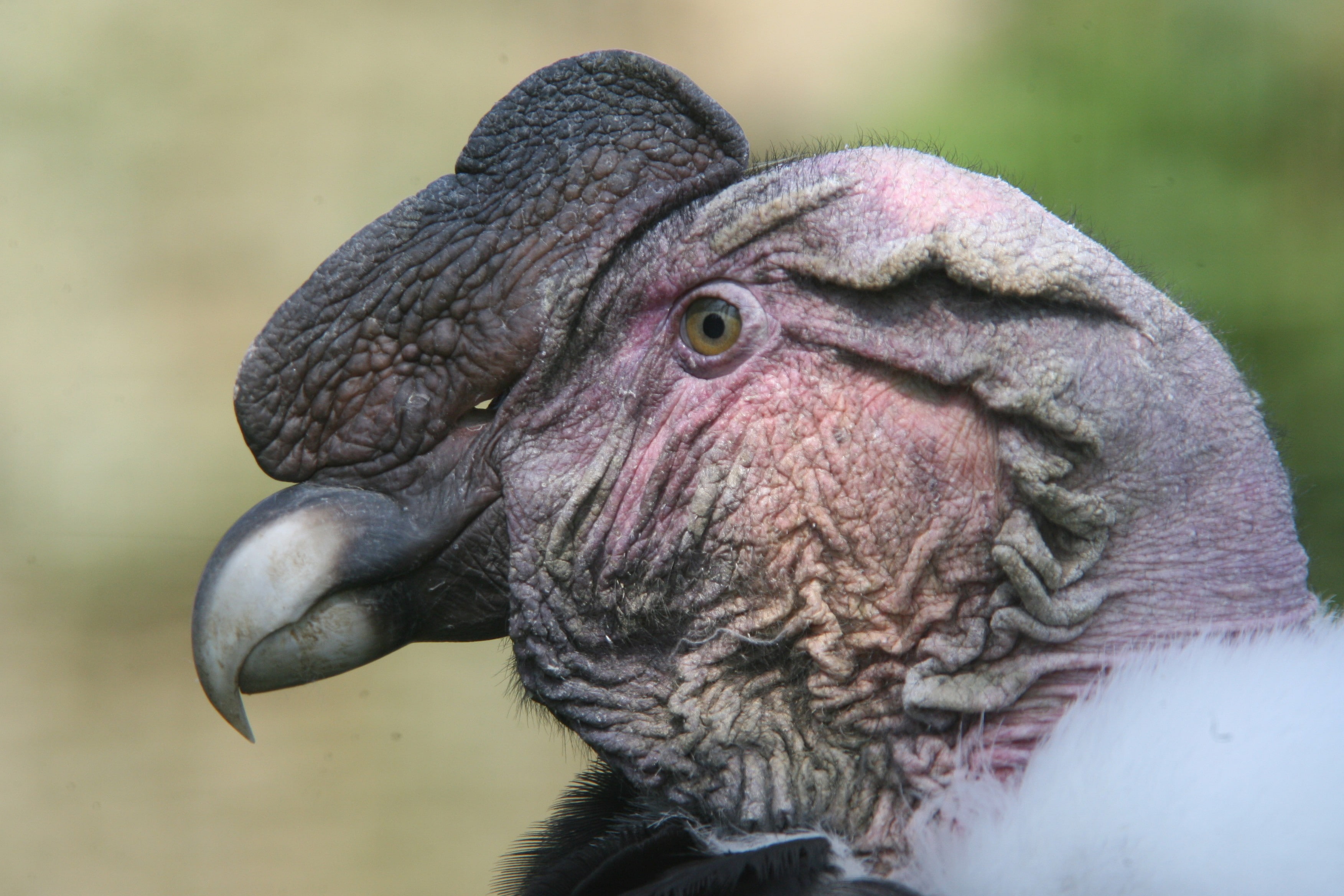 Animal, Andean condor