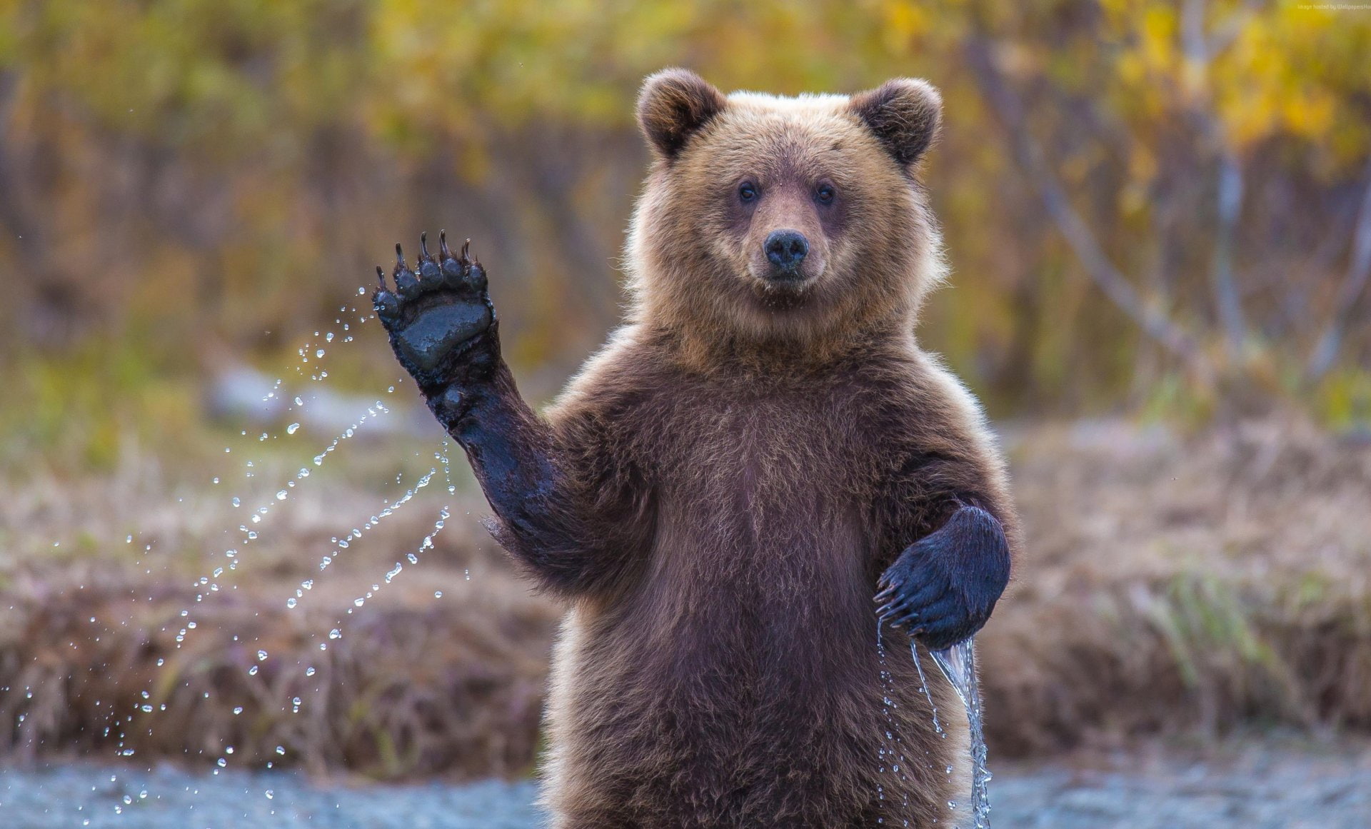 Bears