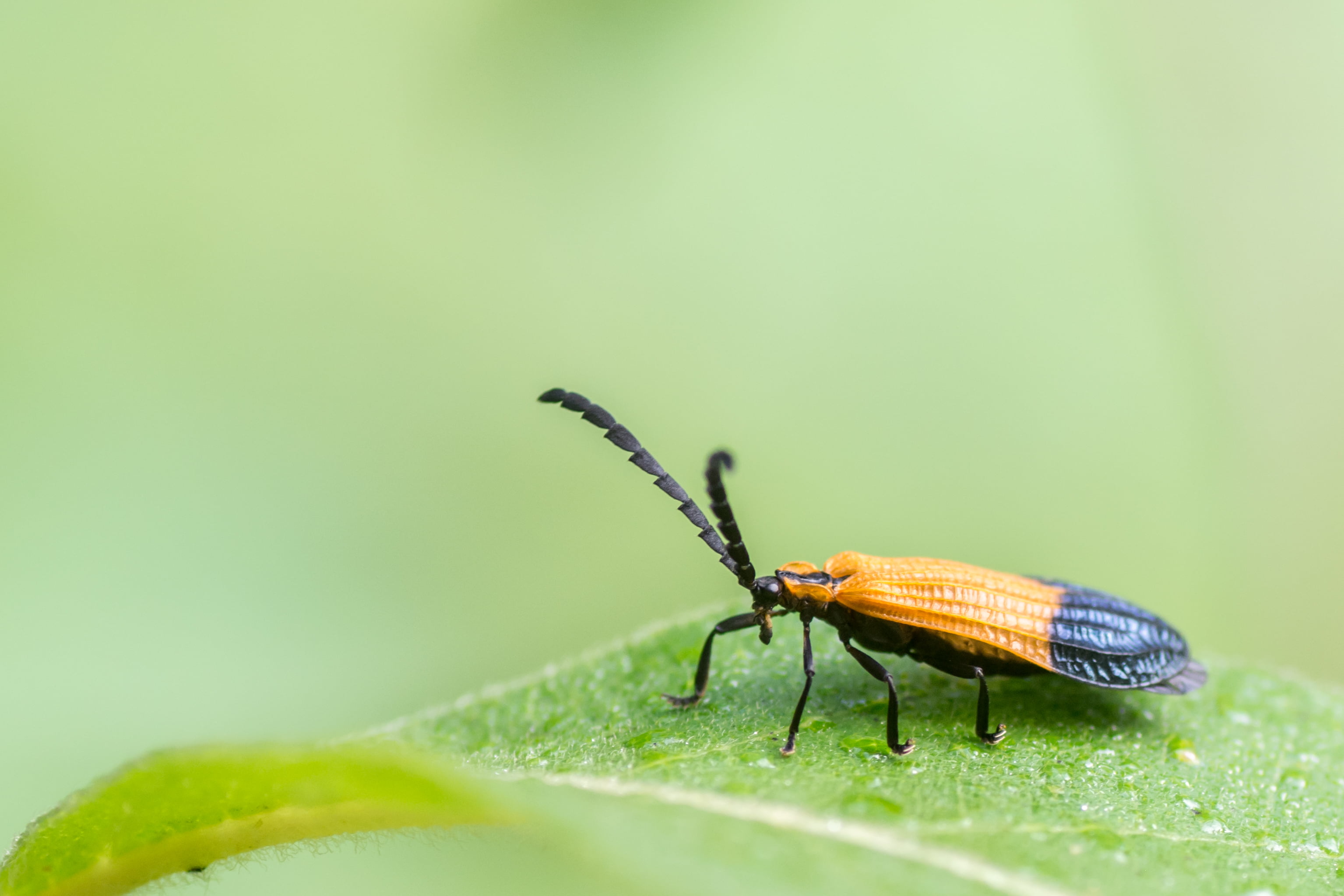 closeup photography of Banded Net-wing Beetle on green leaf, End Band