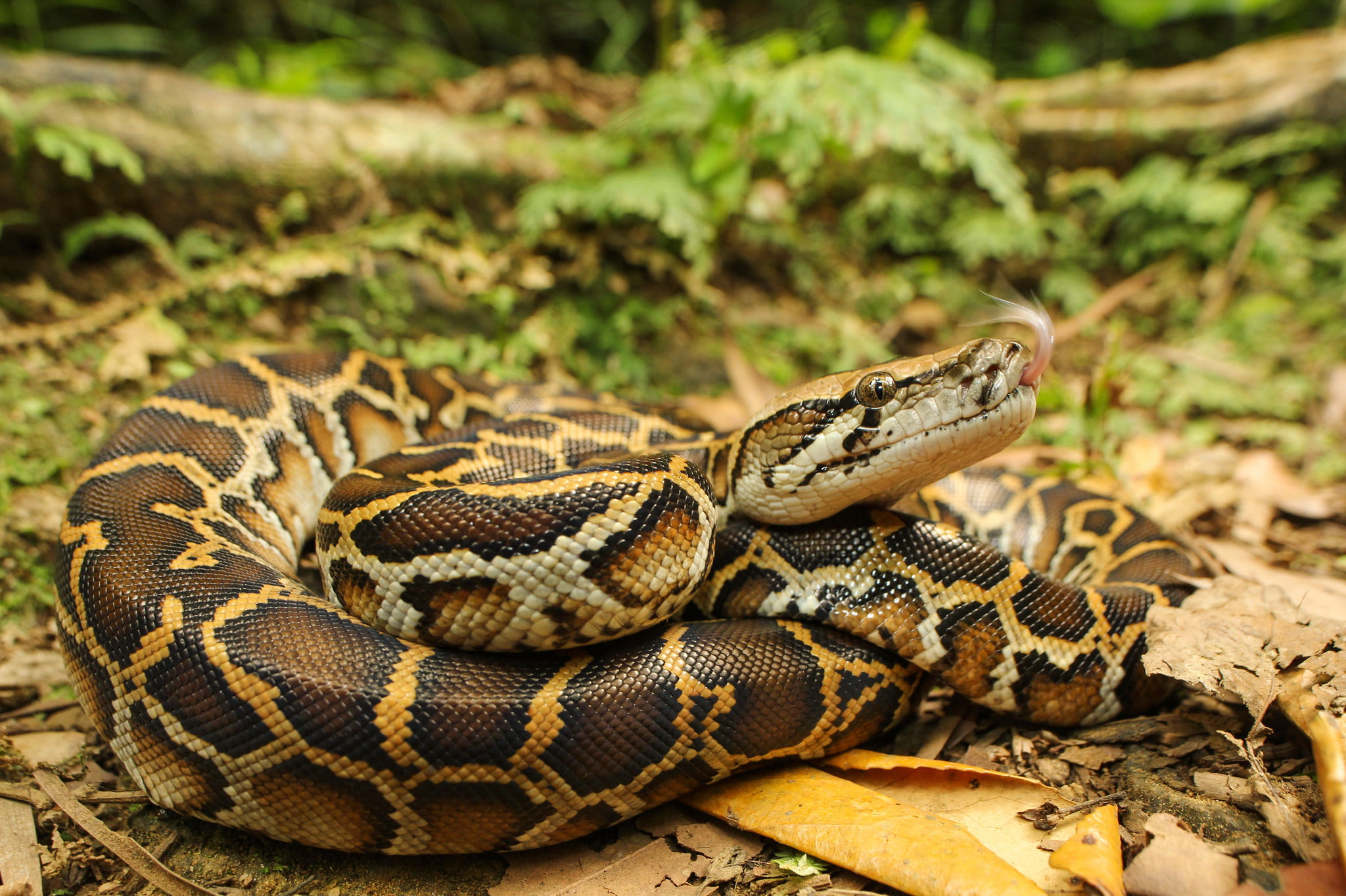 Reptiles, Python