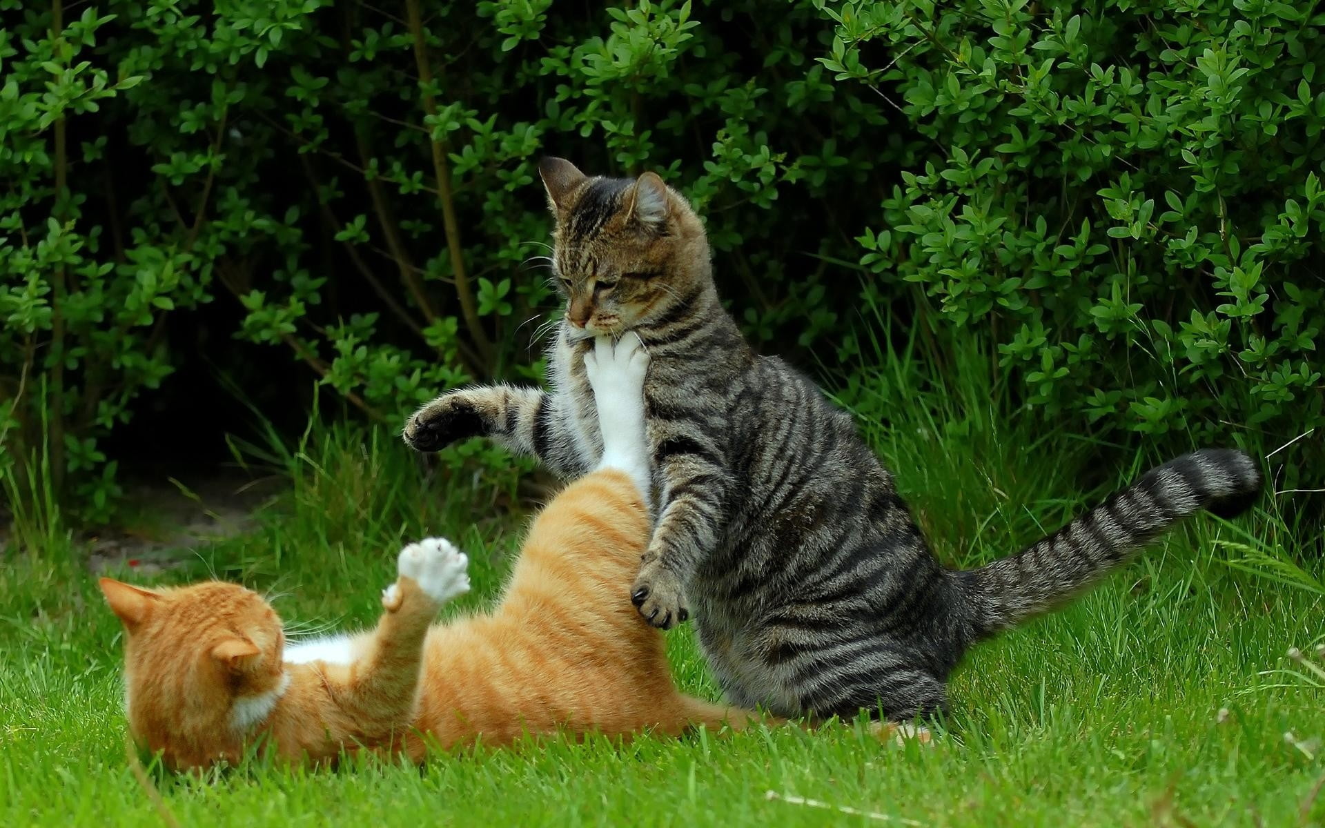 two orange and brown tabby cats, fight, grass, color, conflict