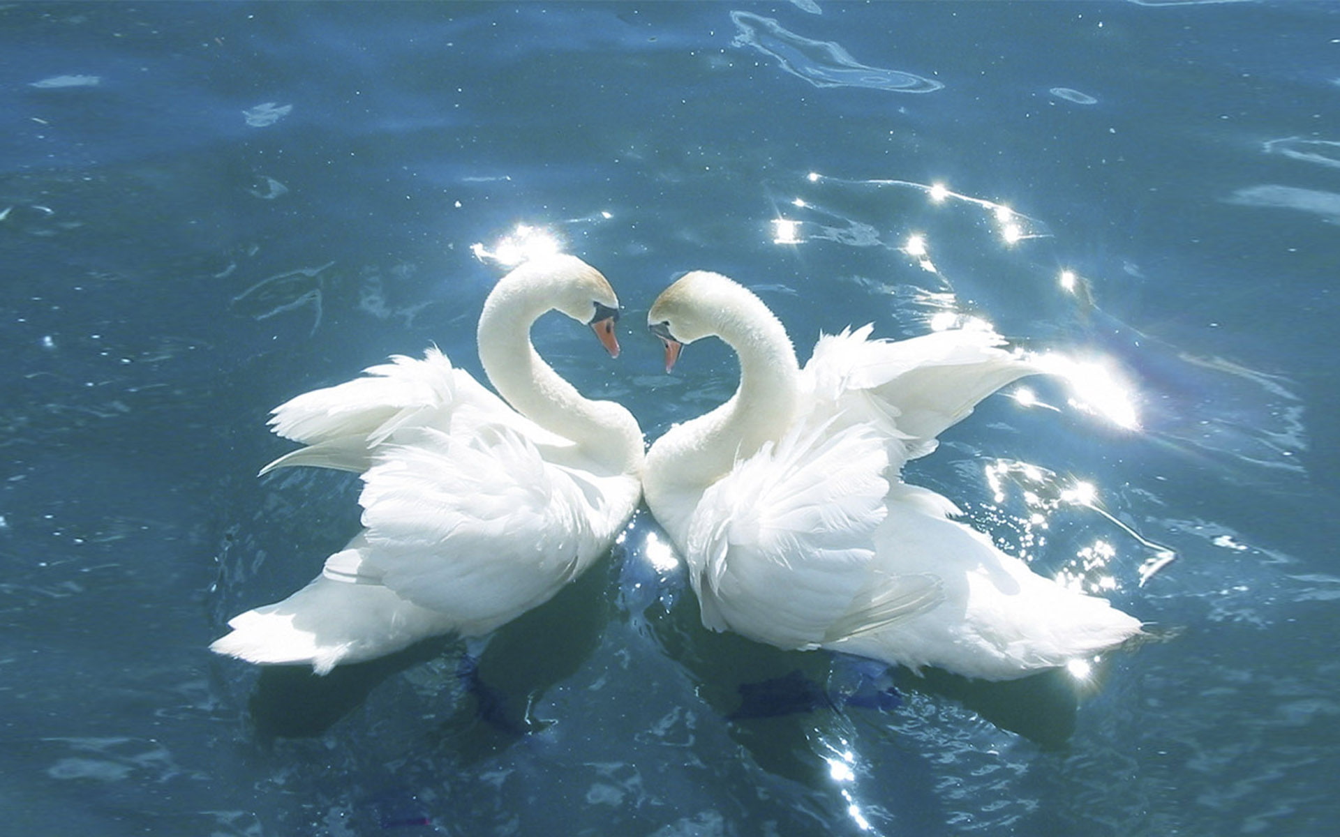 Swans Love Between Birds Blue Water Hd Wallpapers For Mobile Phones And Laptops