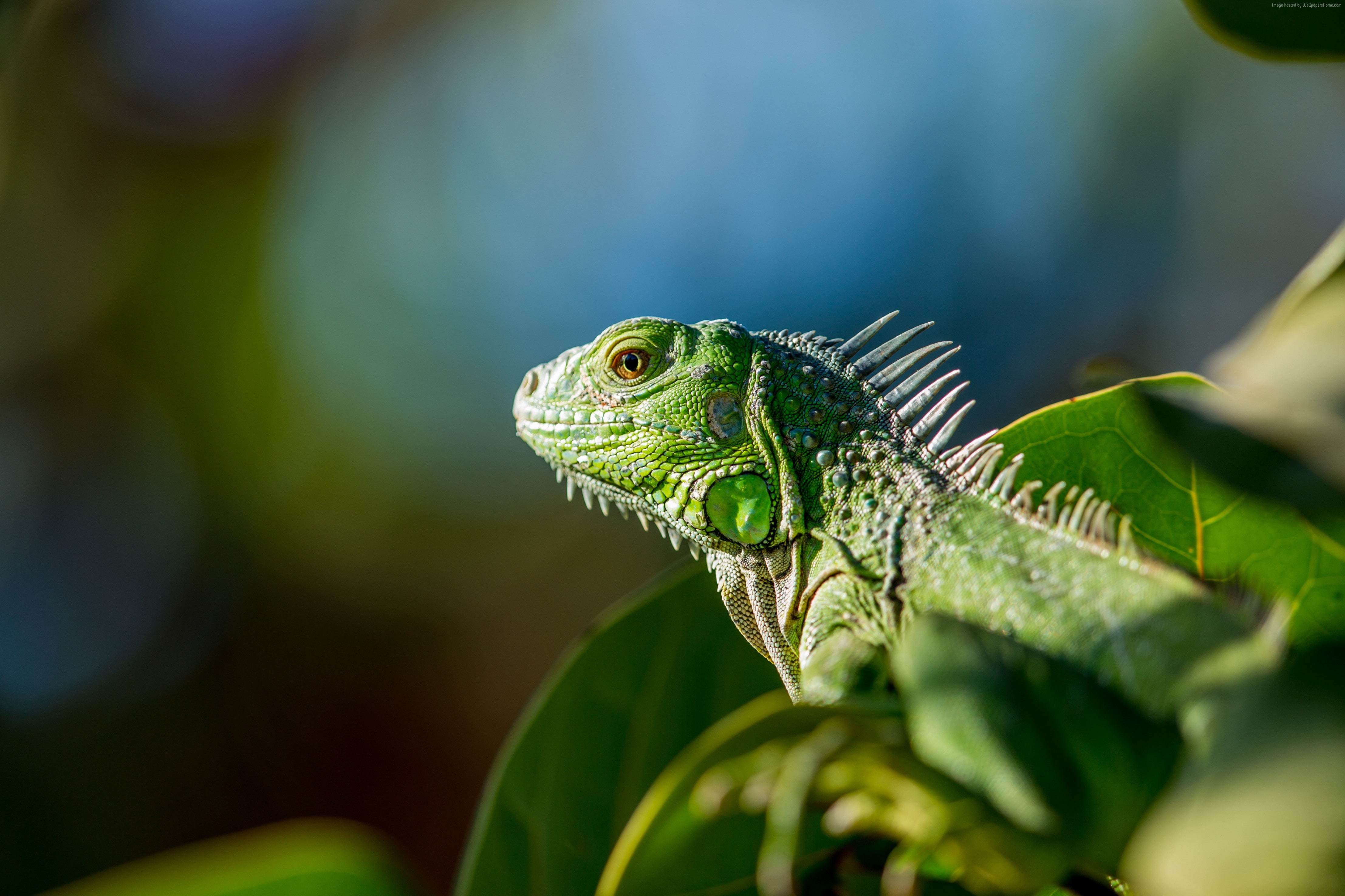 iguana, green